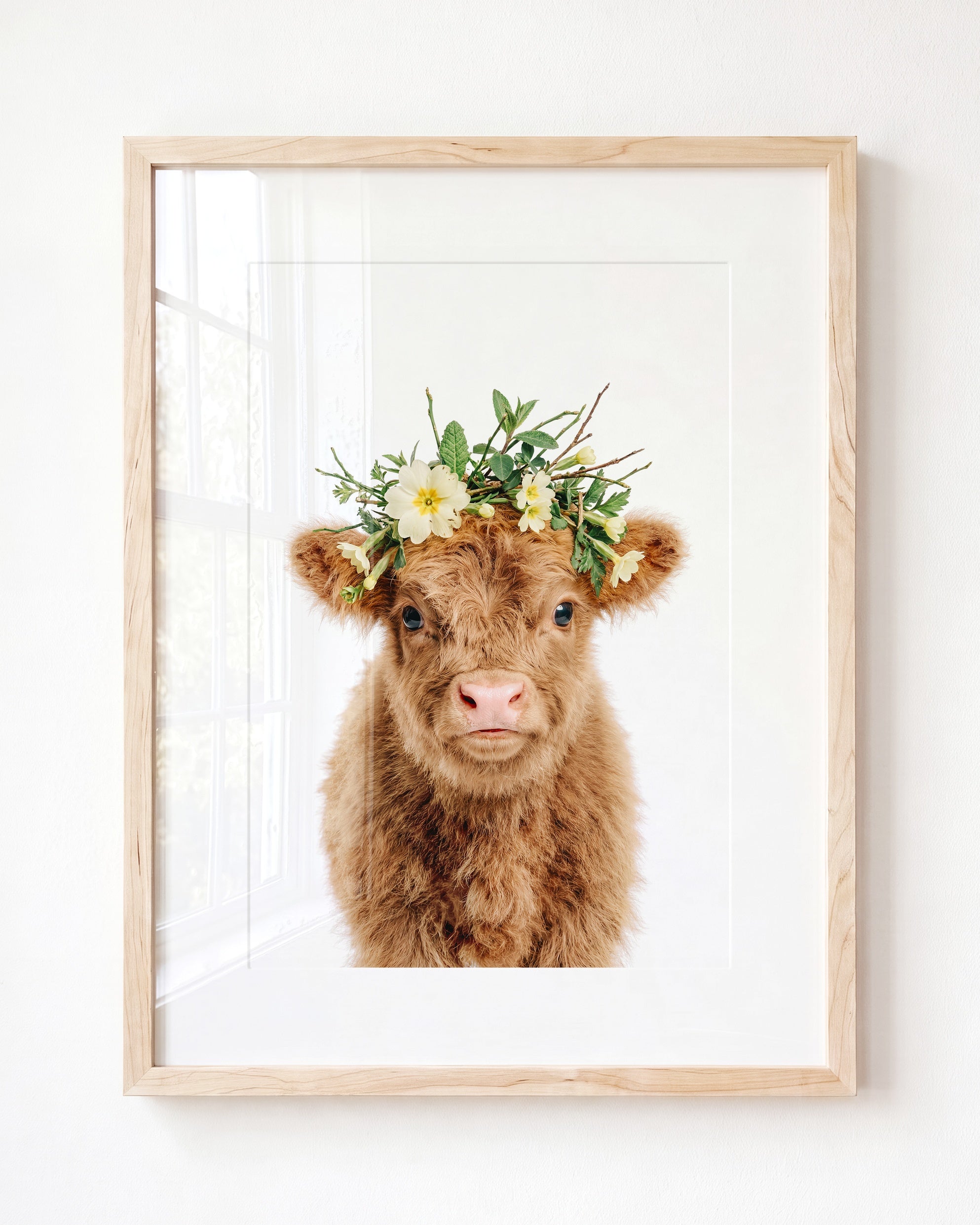 Baby Highland Cow