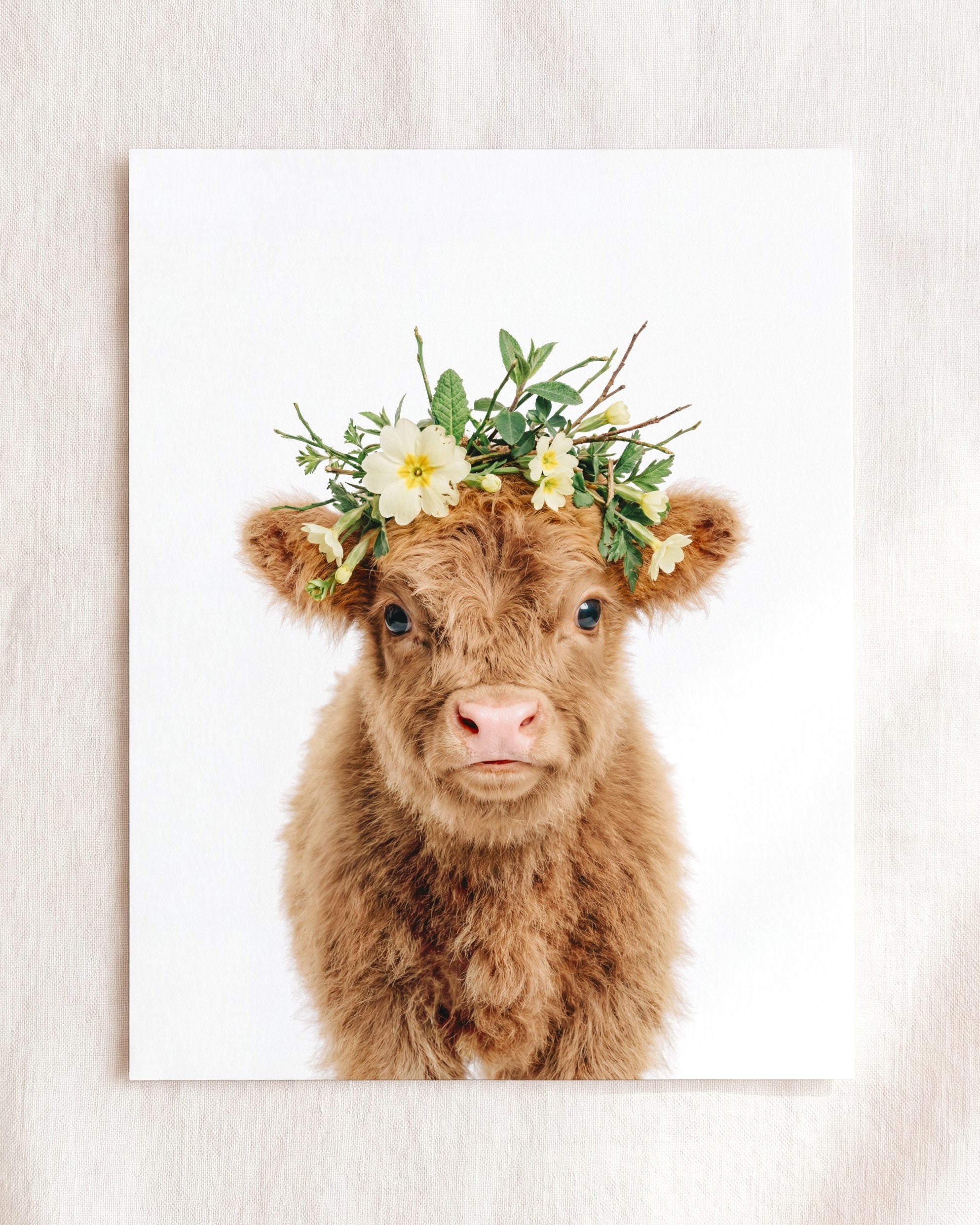Baby Highland Cow