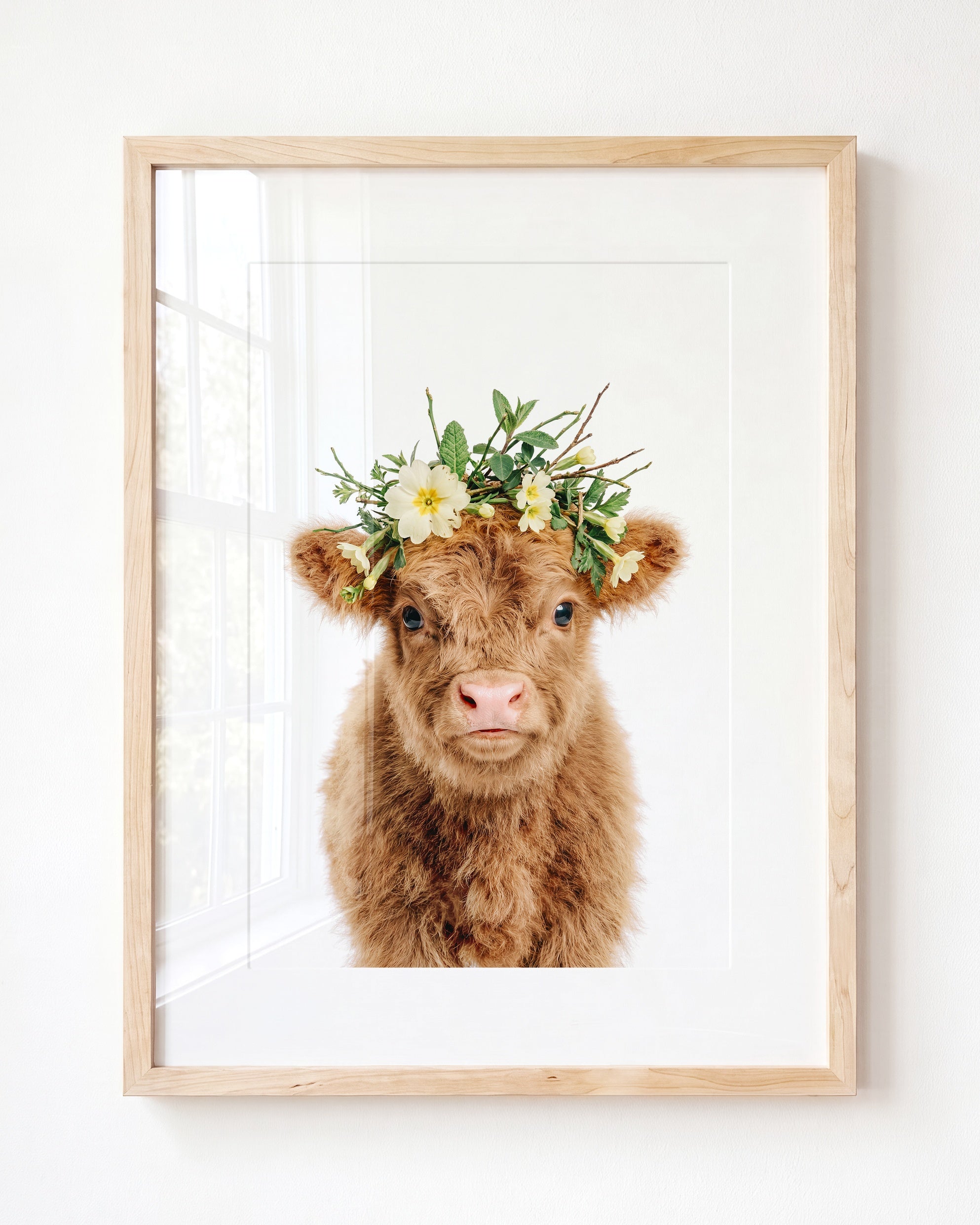 Baby Highland Cow
