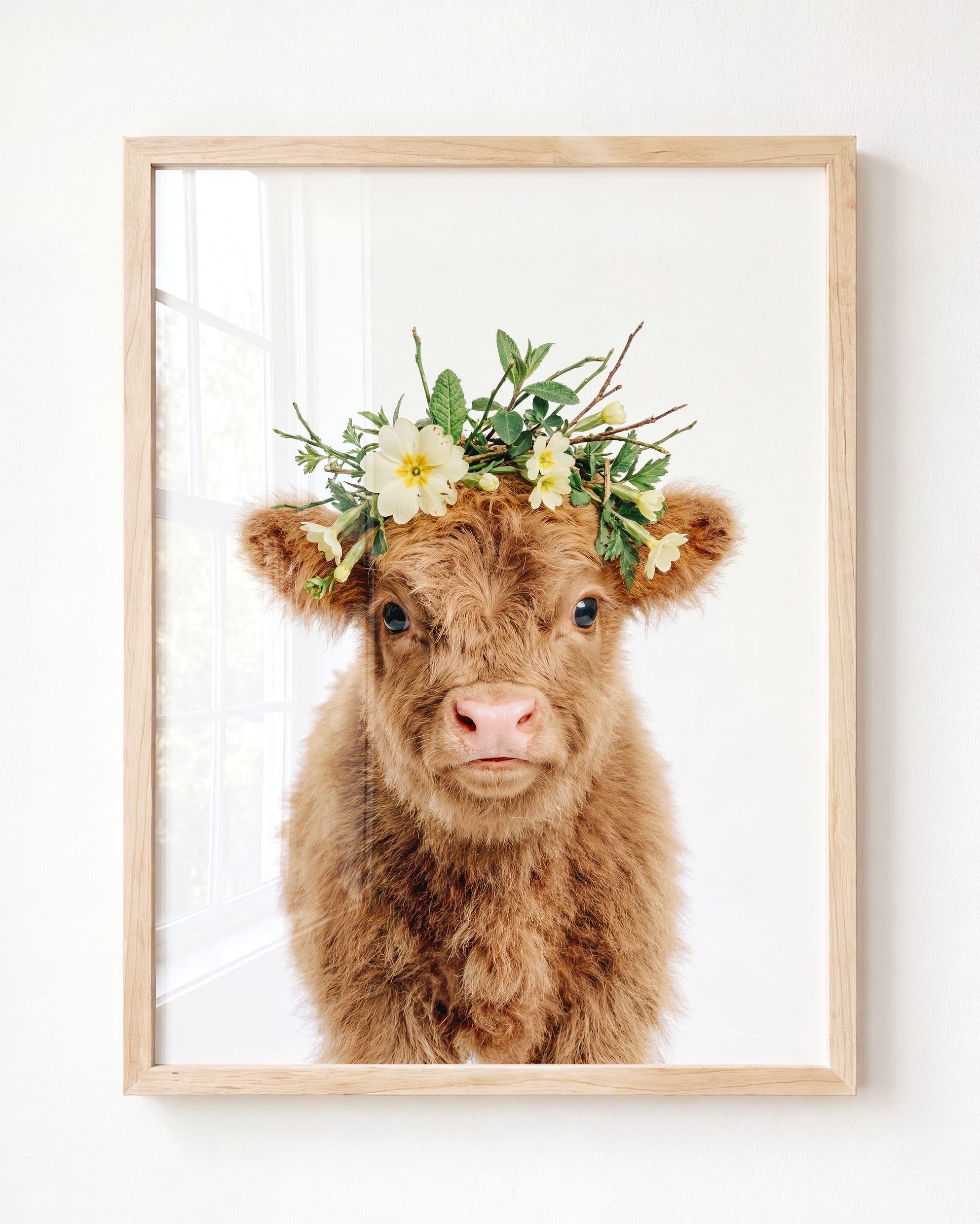 Baby Highland Cow