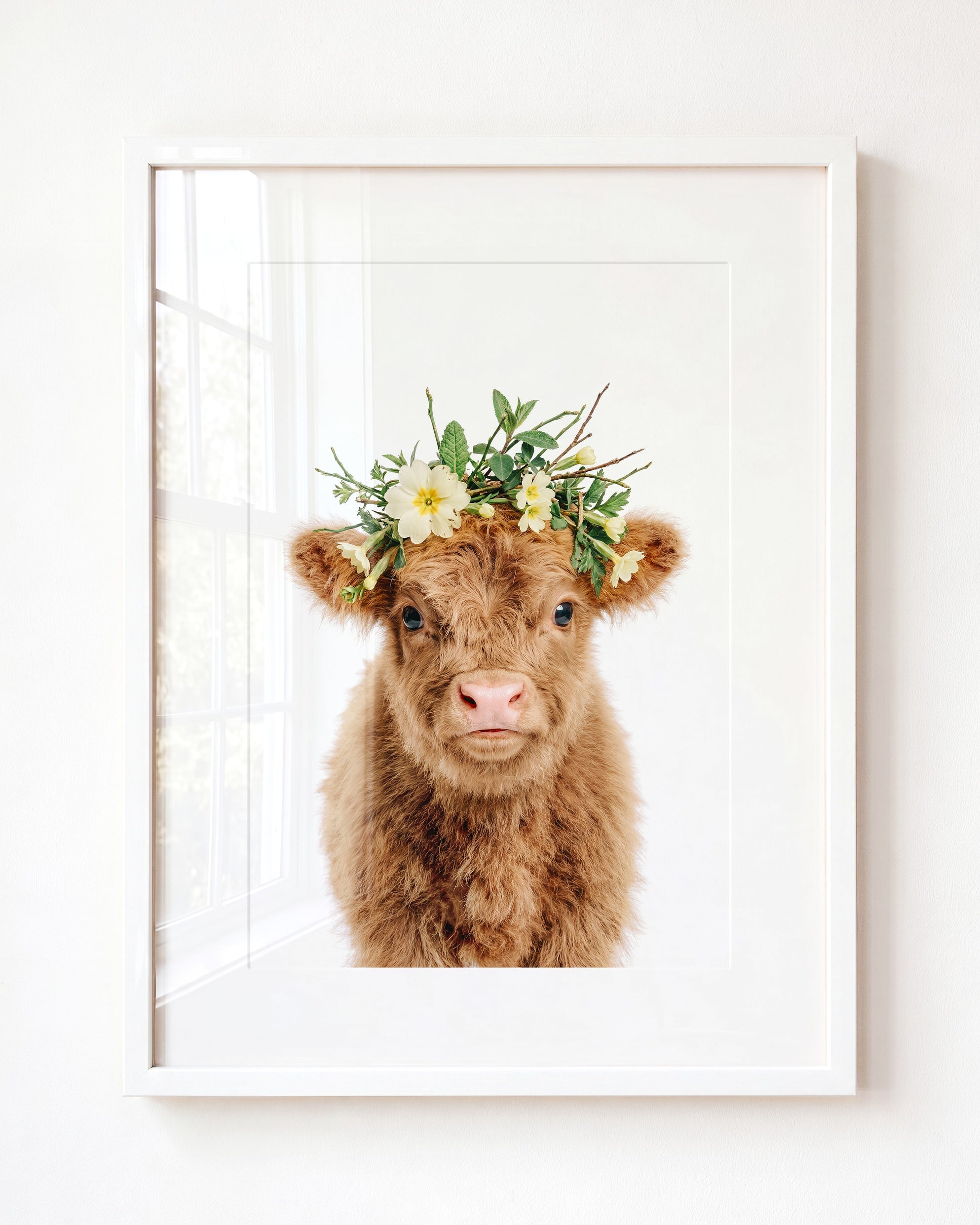 Baby Highland Cow