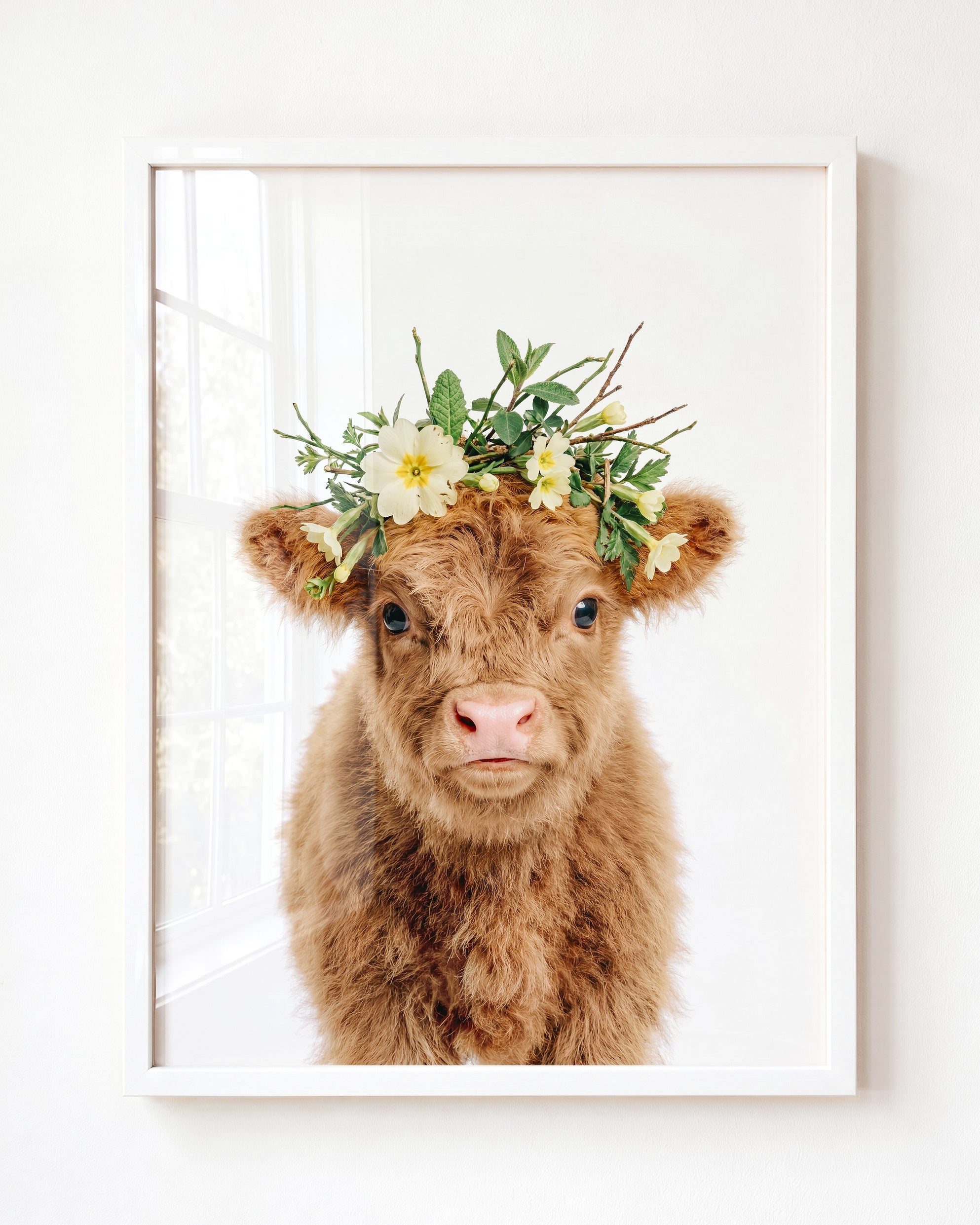 Baby Highland Cow