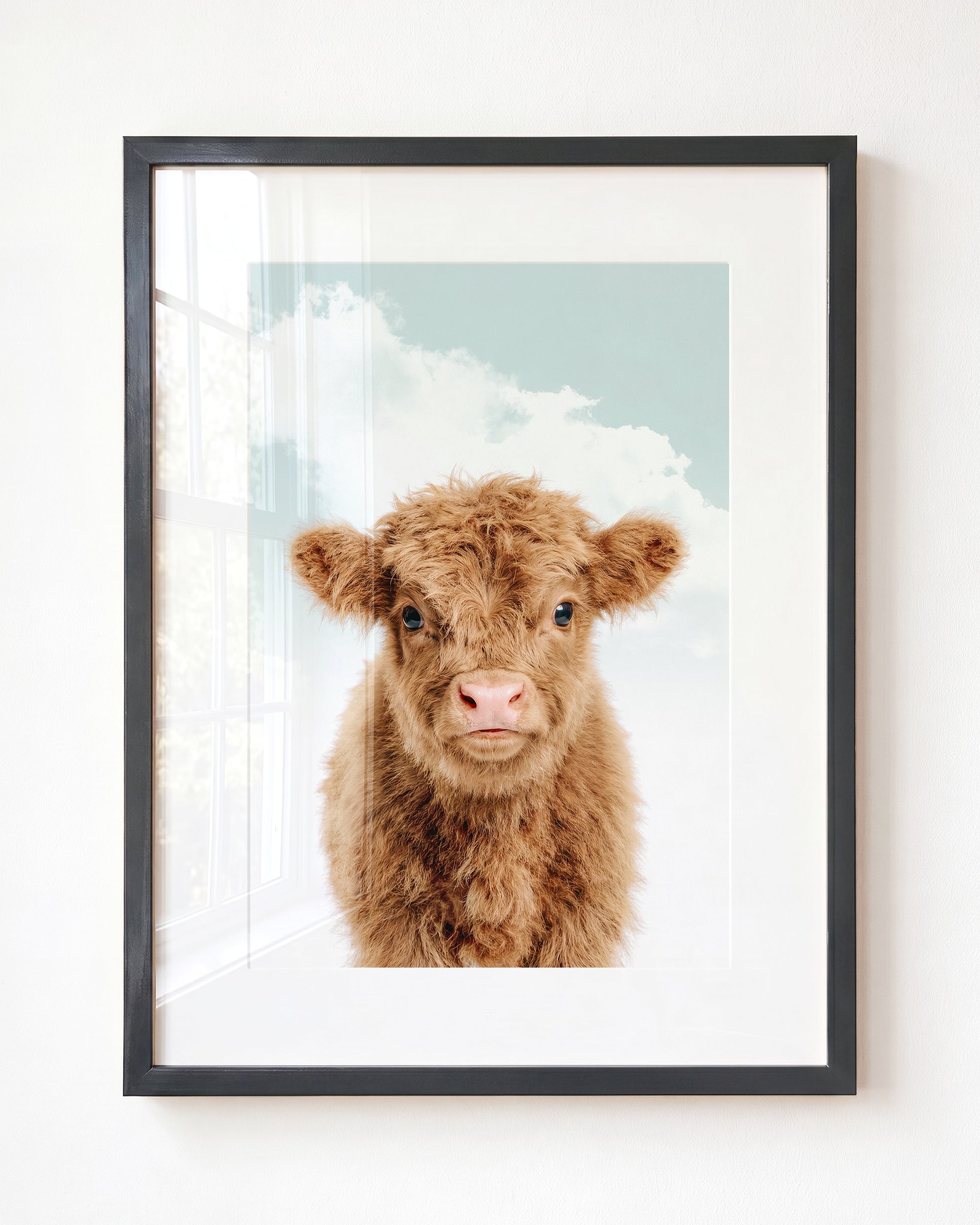 Baby Highland Cow