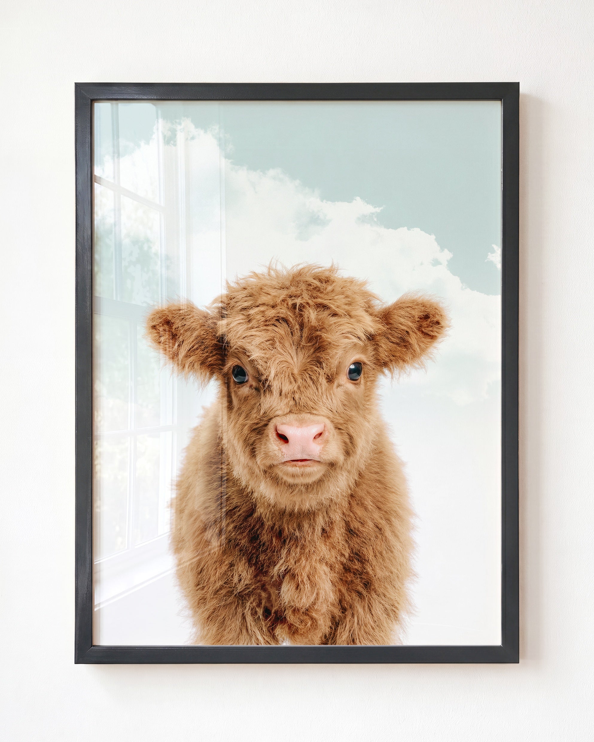 Baby Highland Cow