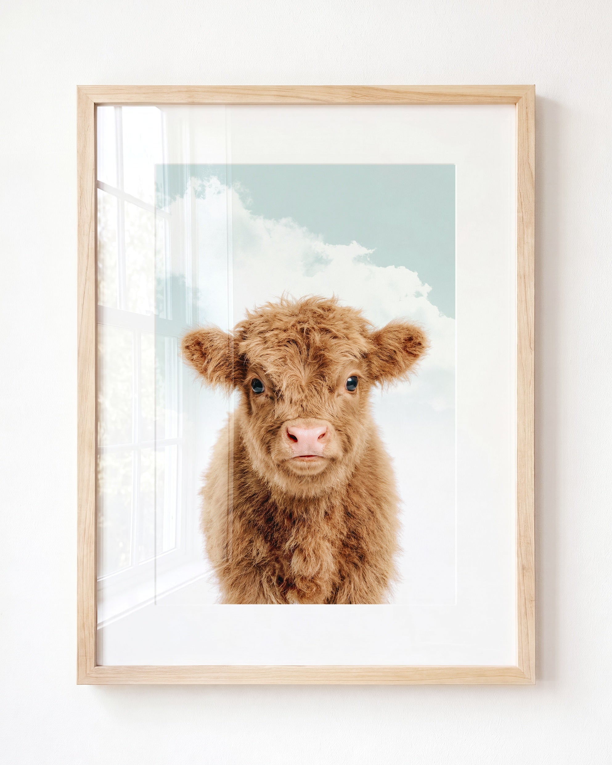 Baby Highland Cow