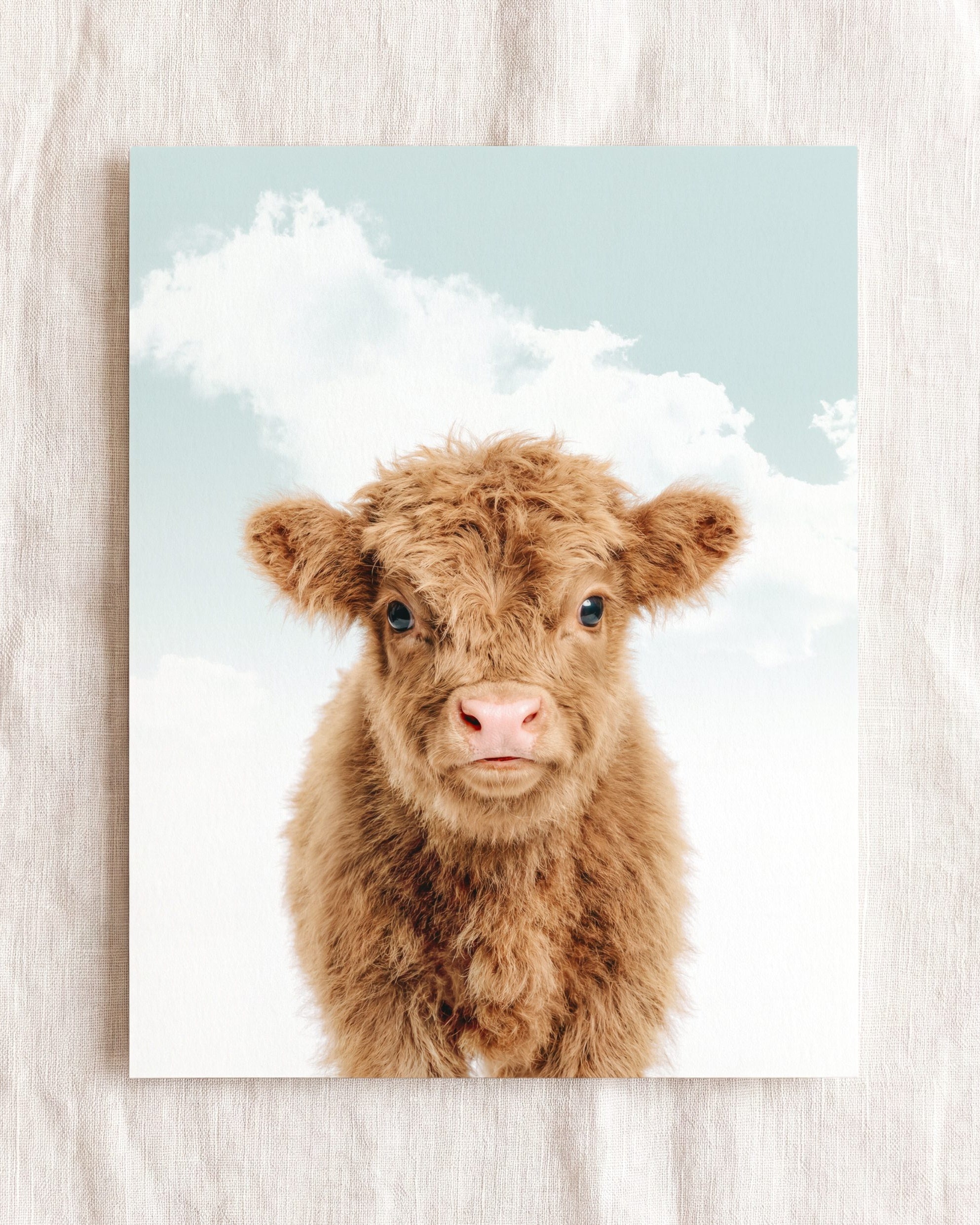 Baby Highland Cow