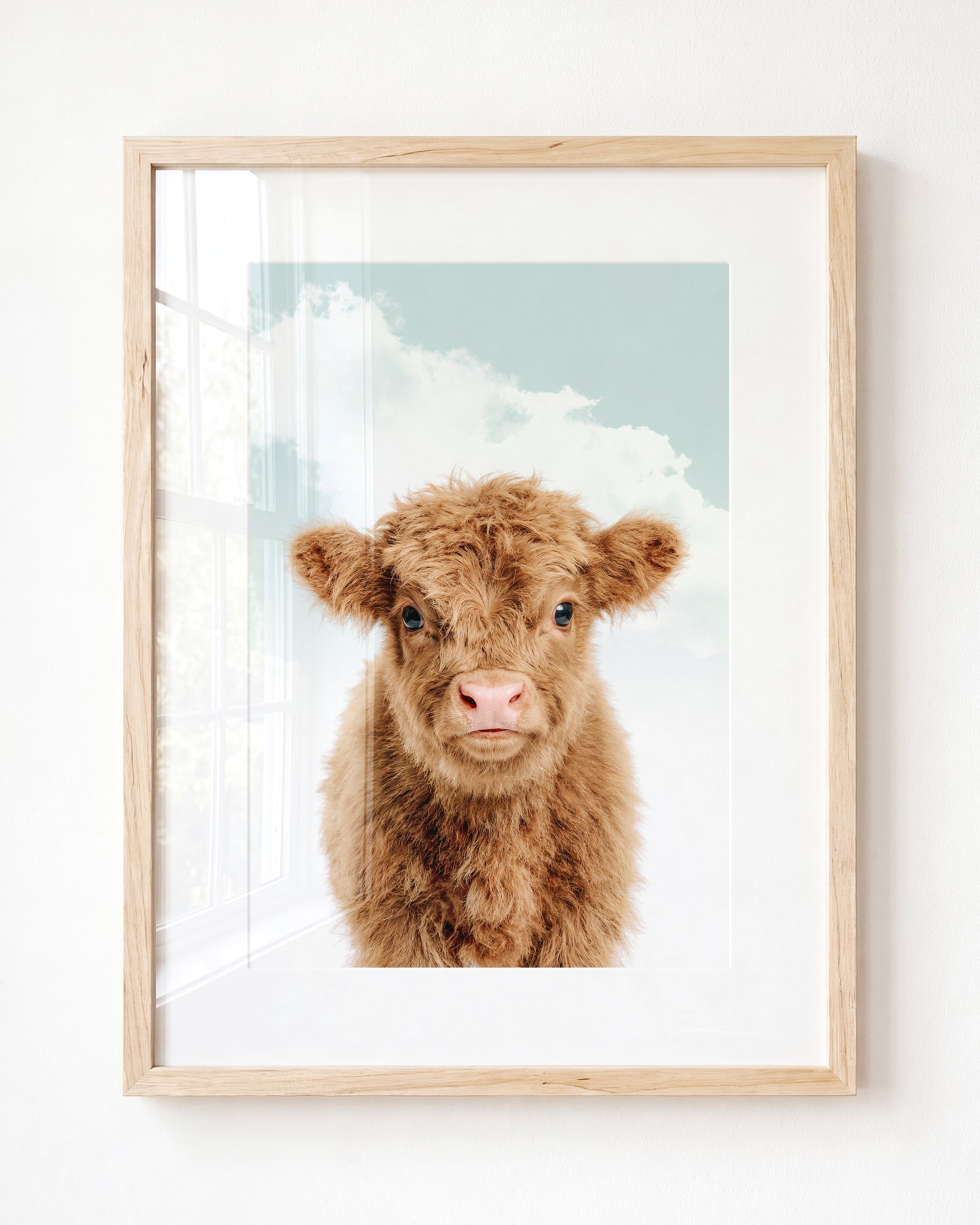 Baby Highland Cow