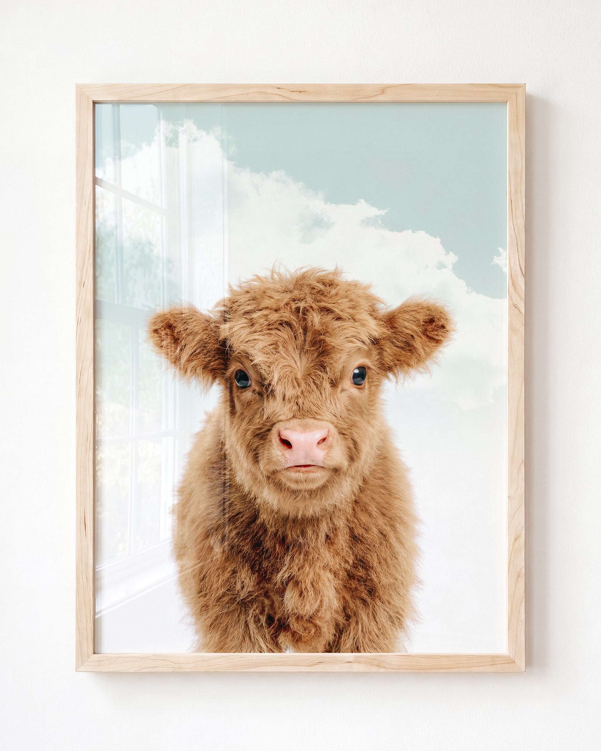 Baby Highland Cow