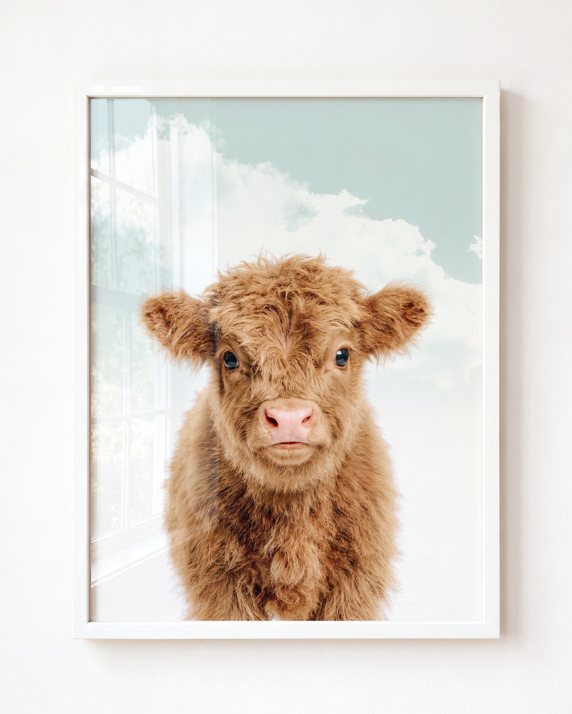 Baby Highland Cow