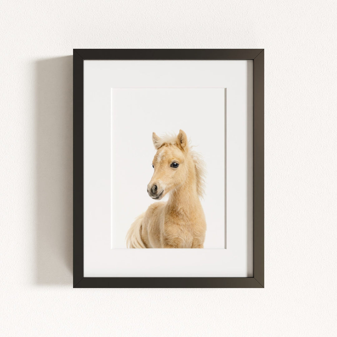 Baby Horse
