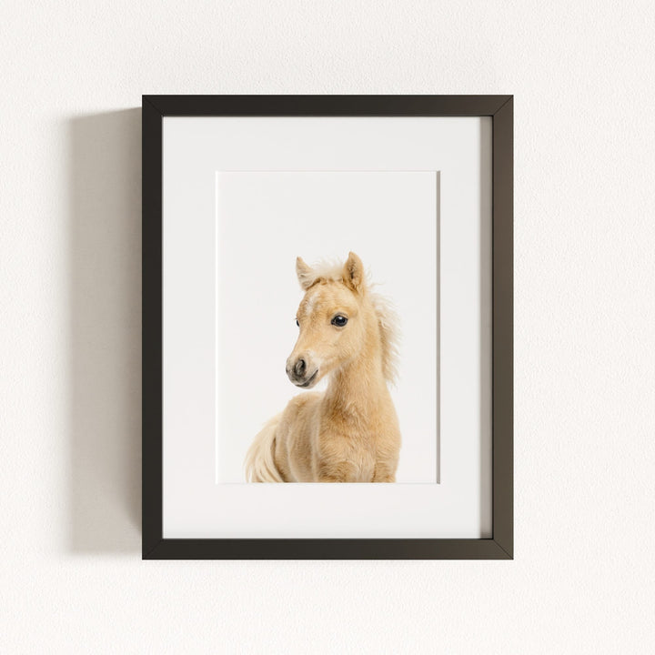 Baby Horse