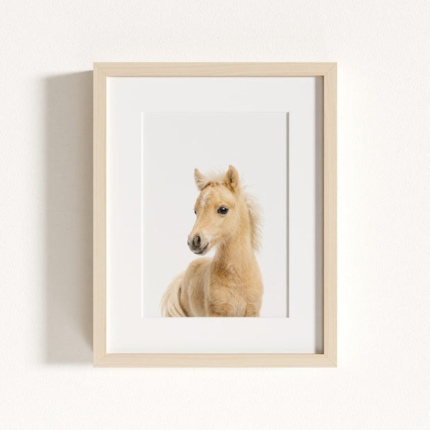 Baby Horse