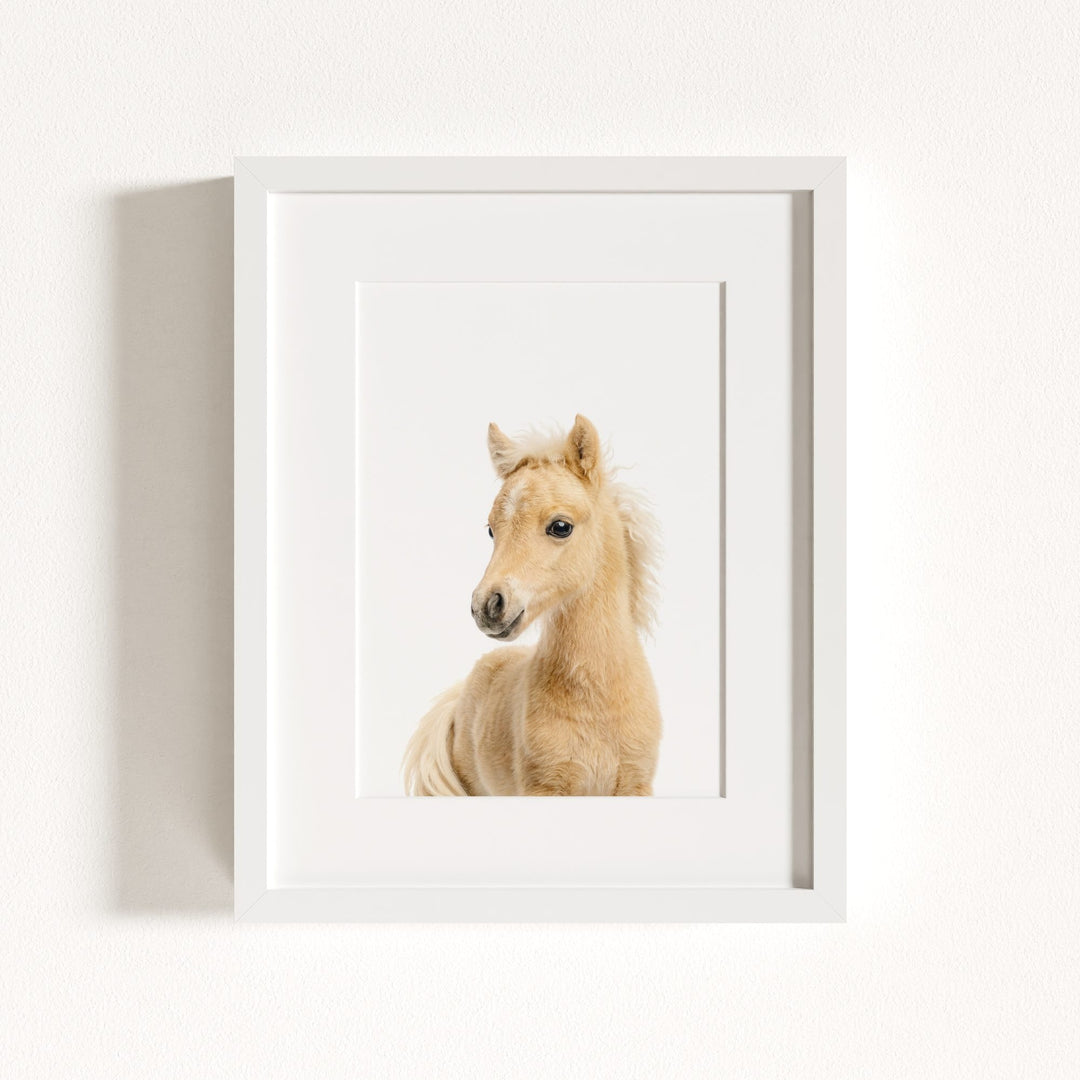 Baby Horse