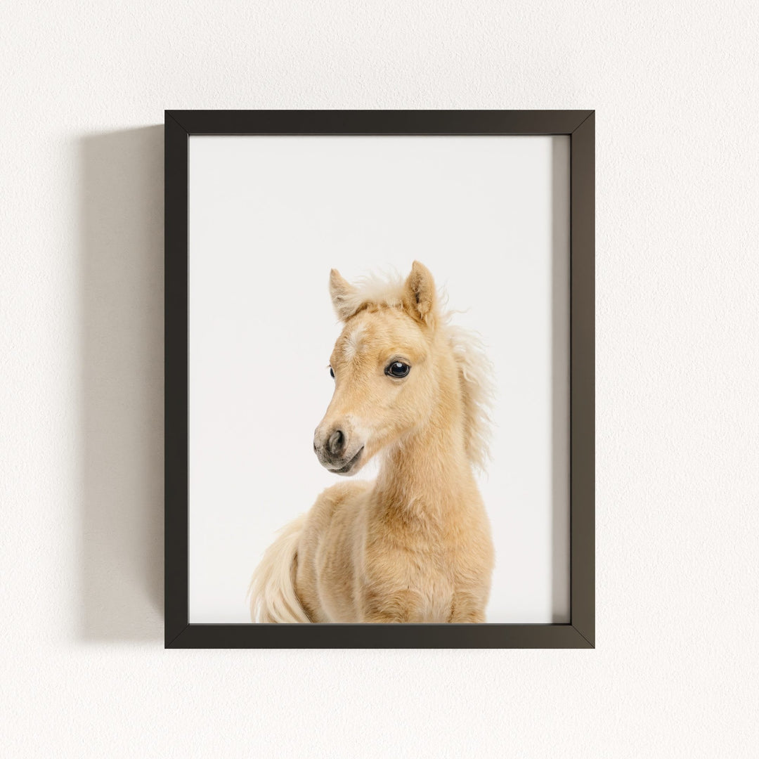 Baby Horse