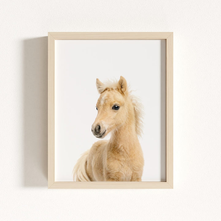 Baby Horse