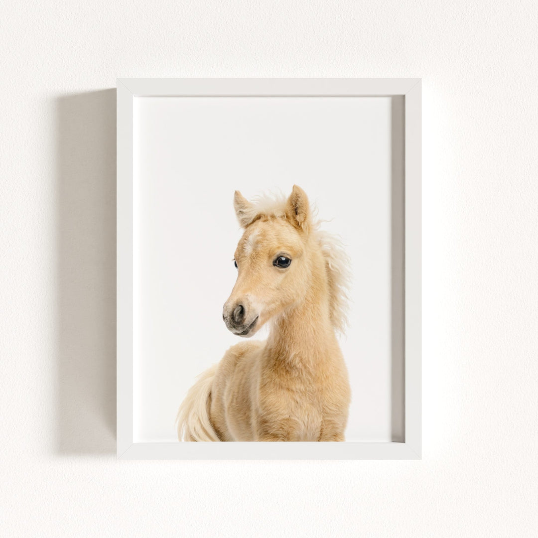 Baby Horse