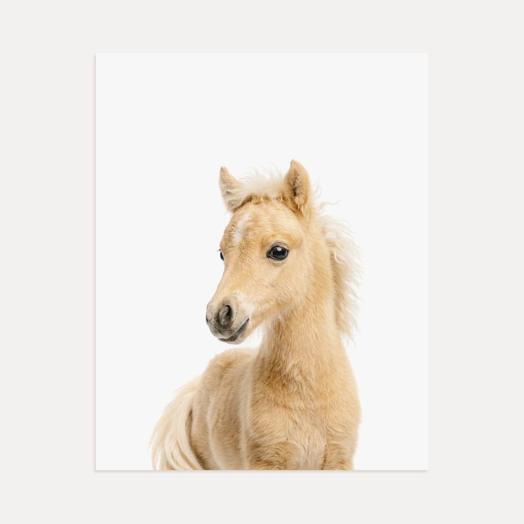 Baby Horse