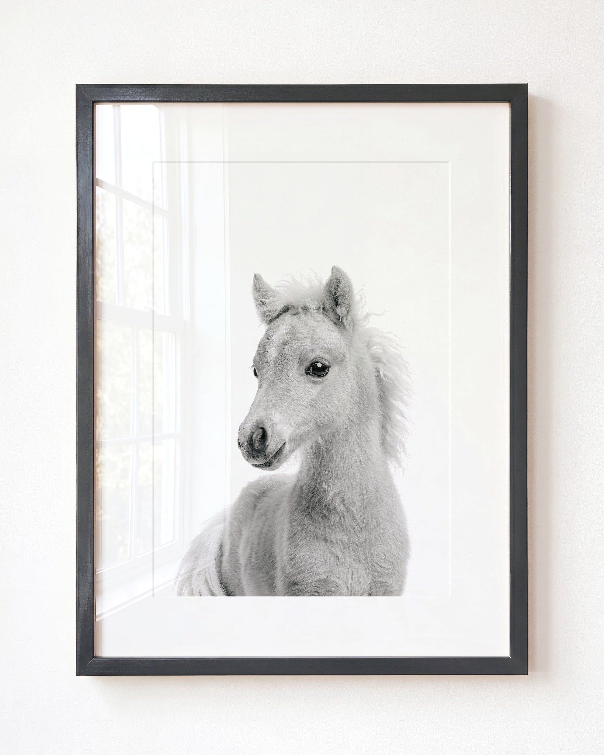 Baby Horse