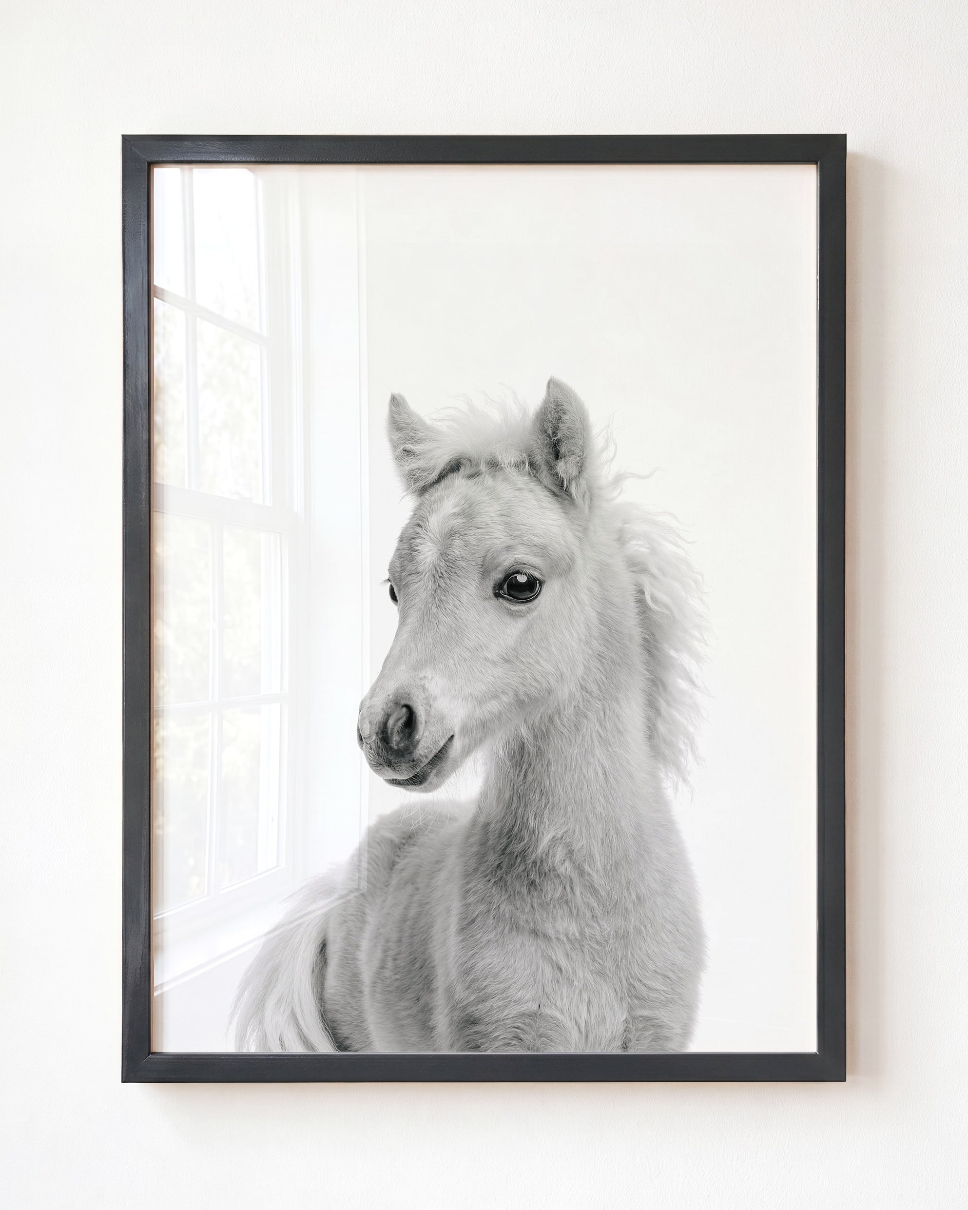 Baby Horse