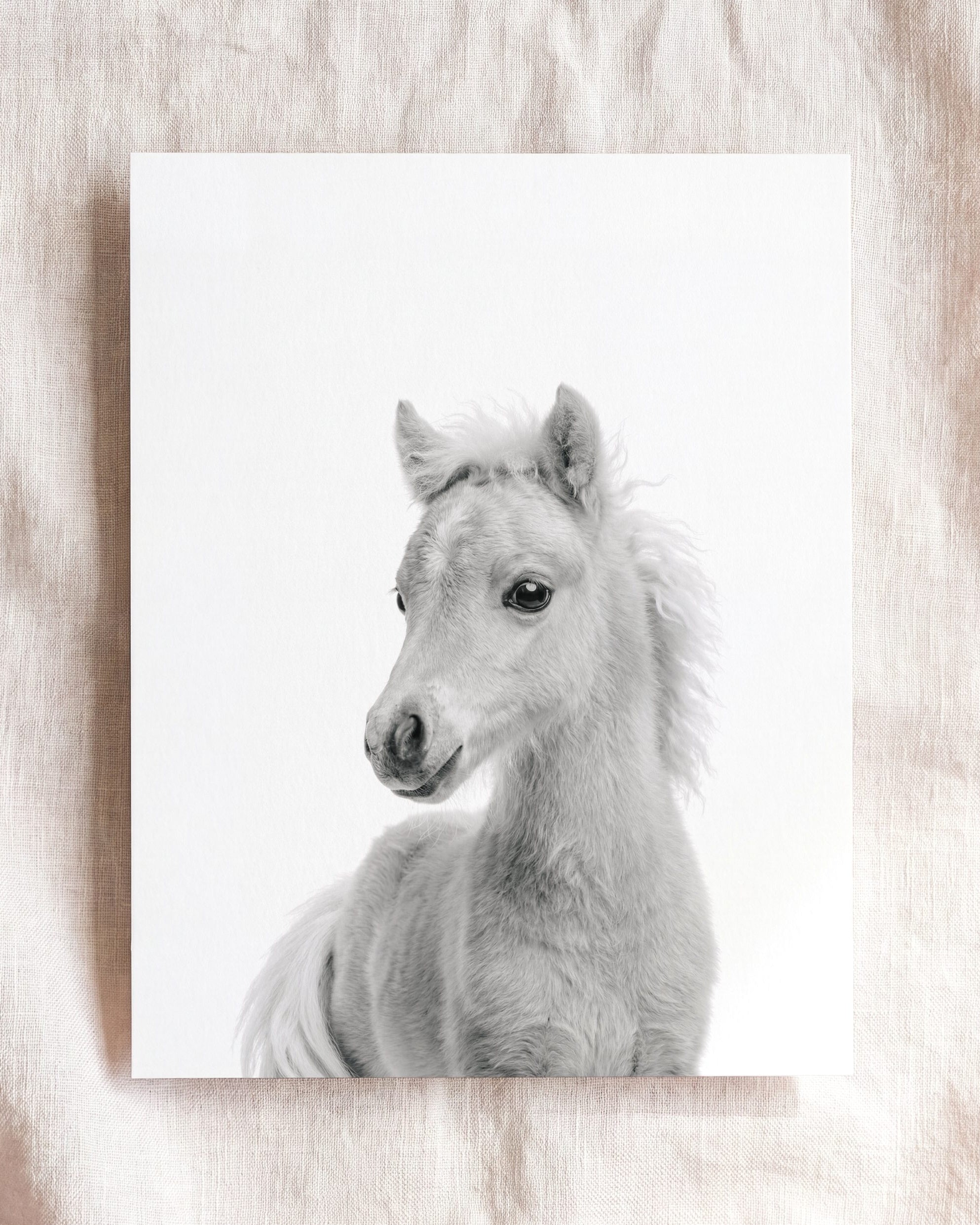 Baby Horse