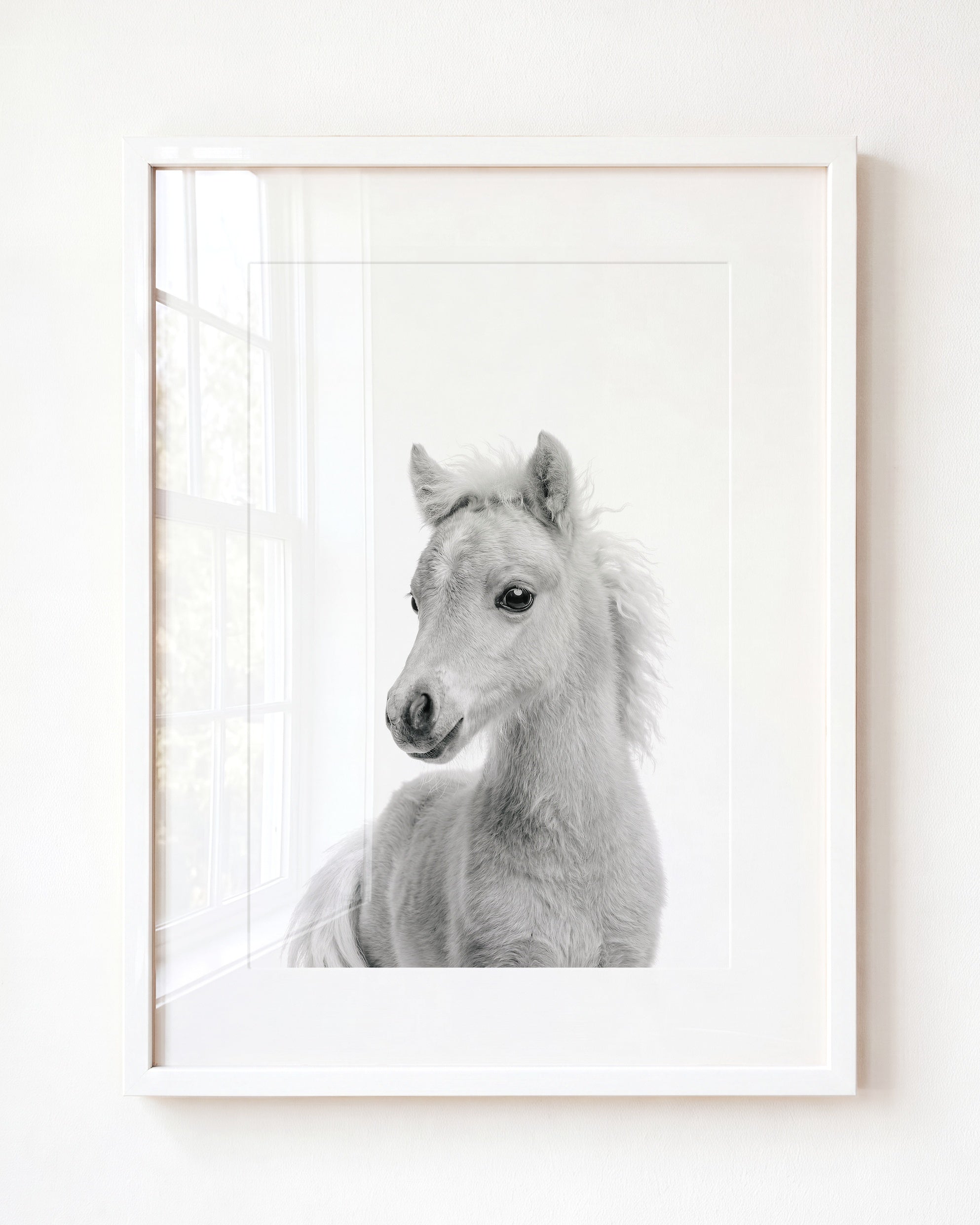 Baby Horse
