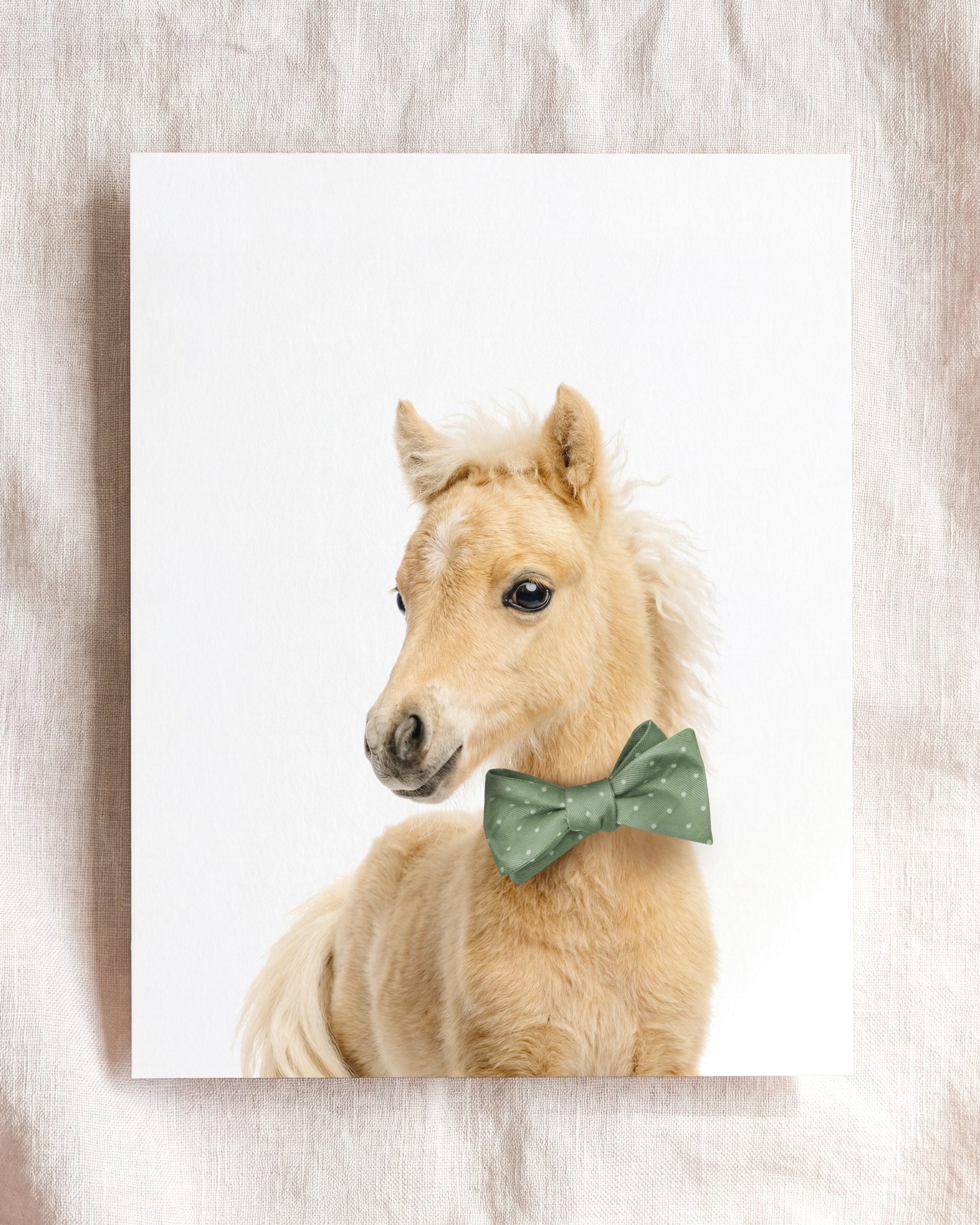 Baby Horse