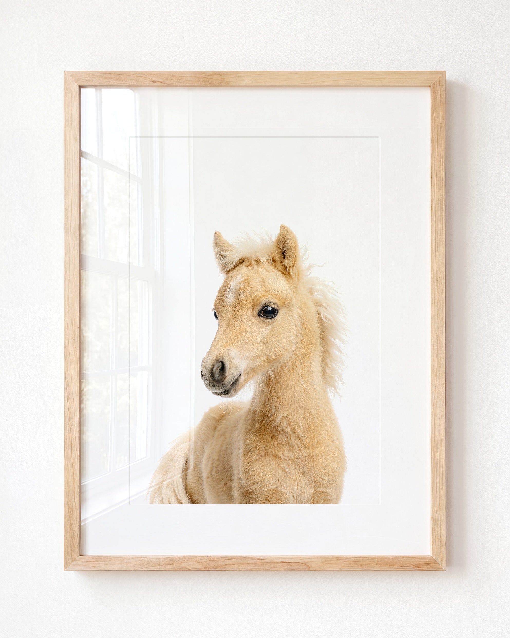 Baby Horse