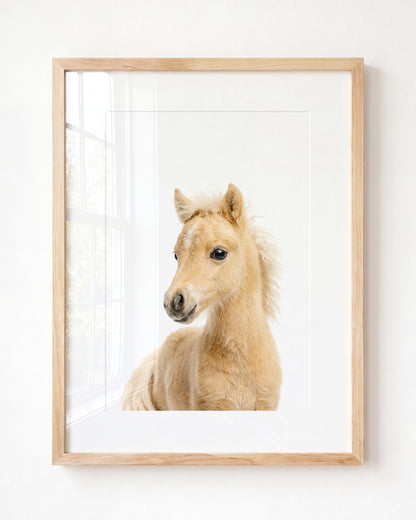 Baby Horse