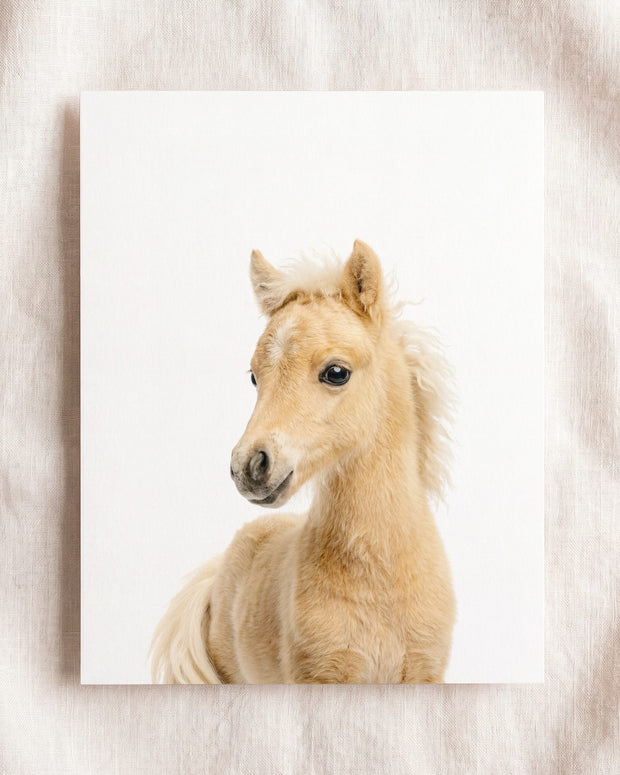 Baby Horse
