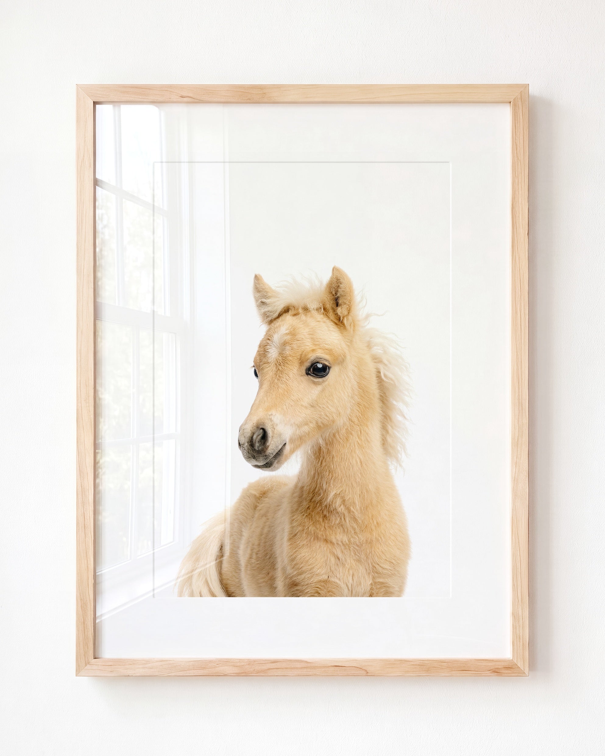 Baby Horse