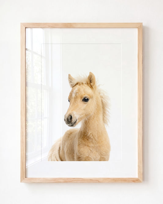 Baby Horse