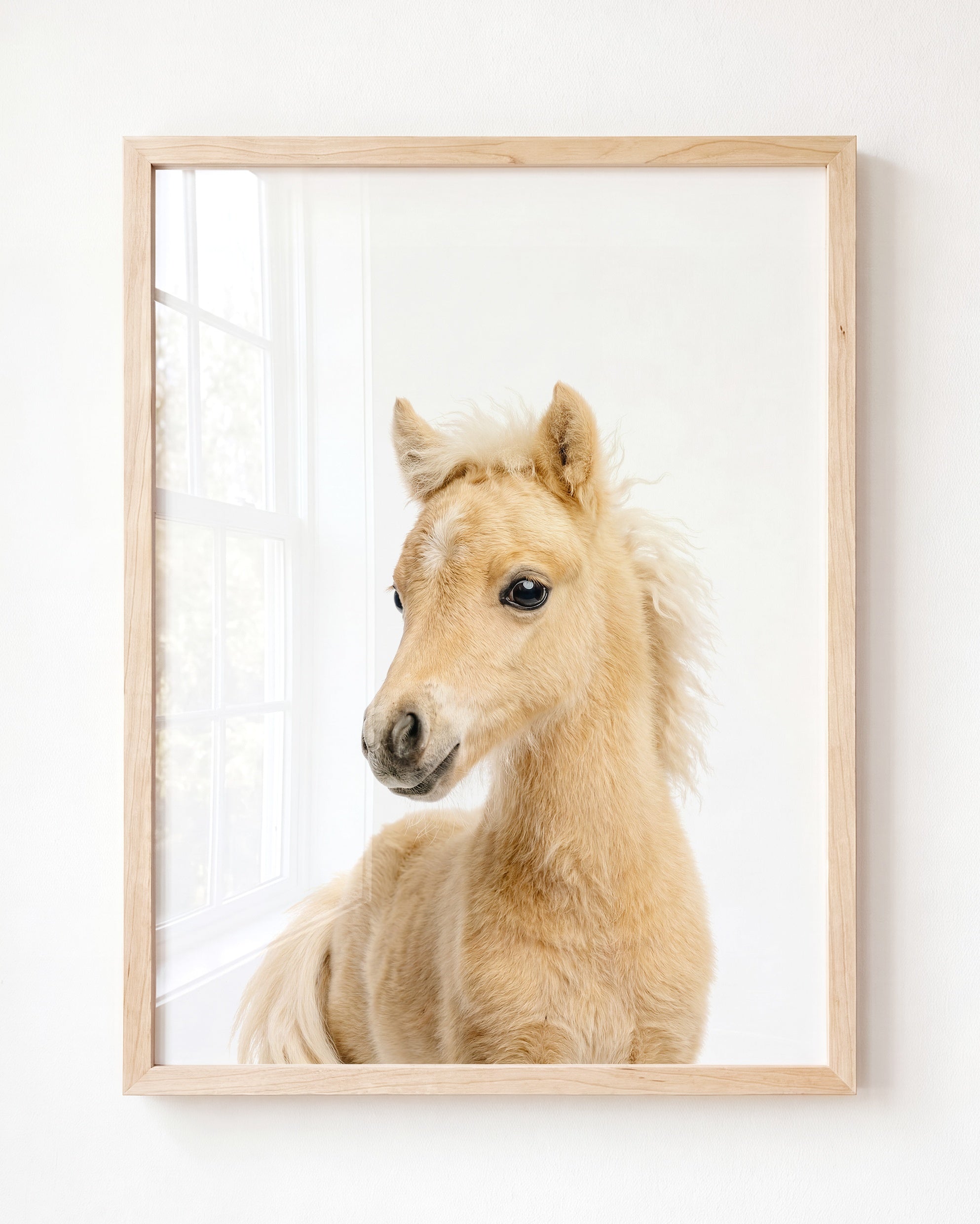 Baby Horse
