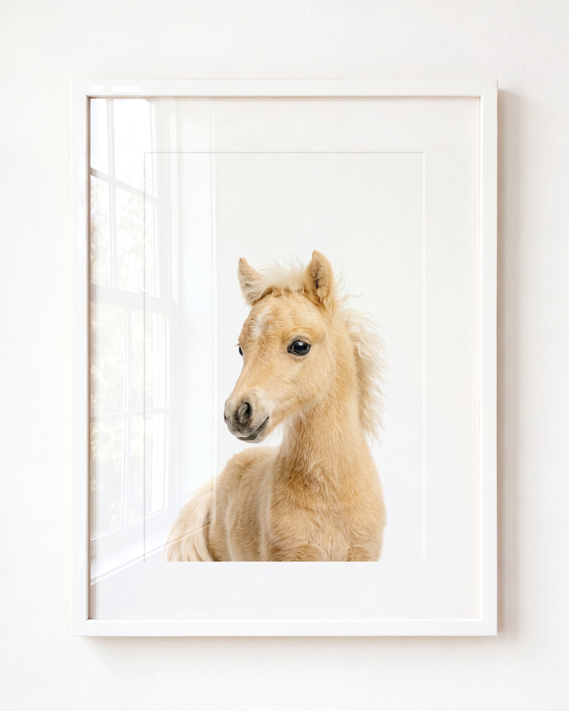 Baby Horse