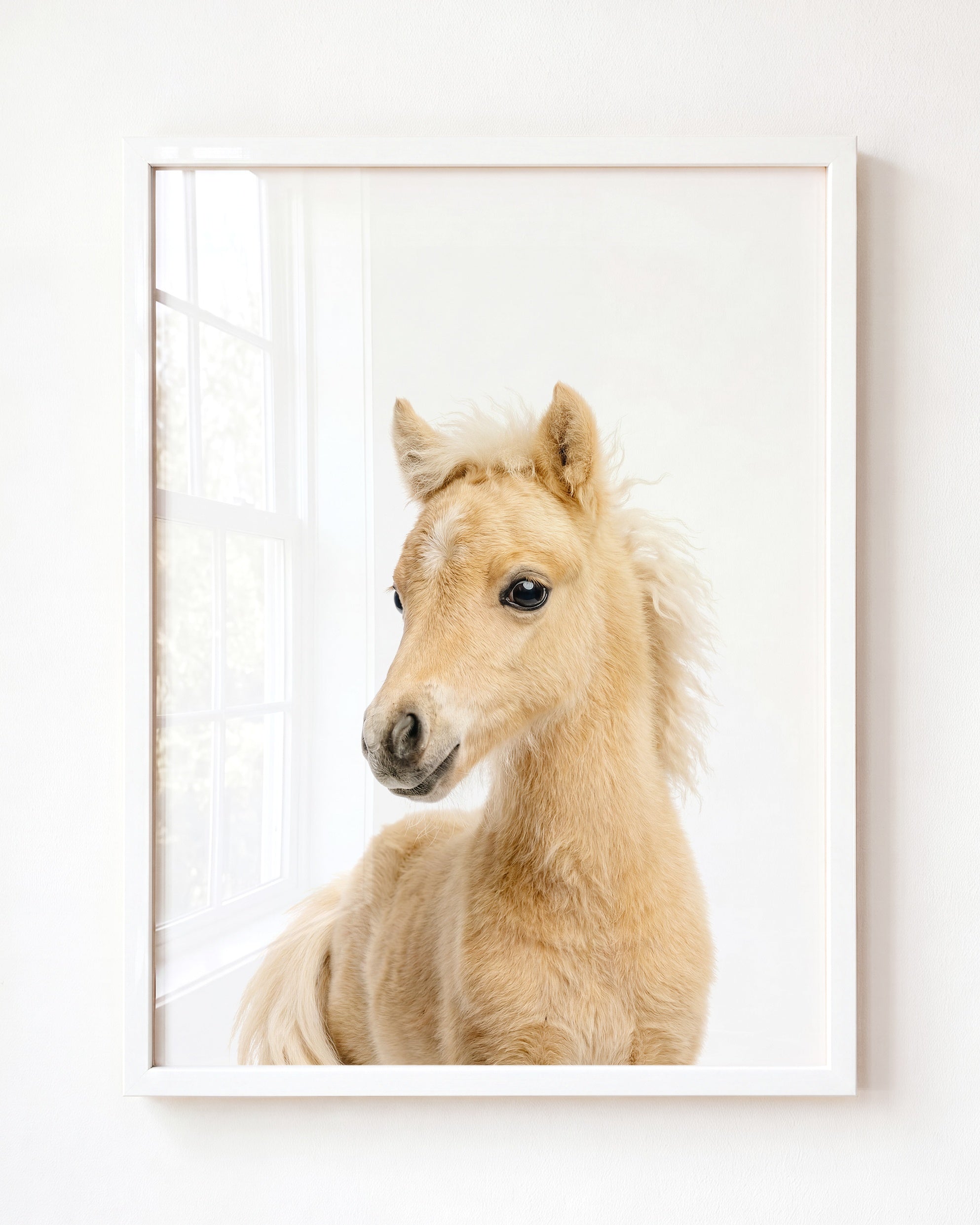 Baby Horse