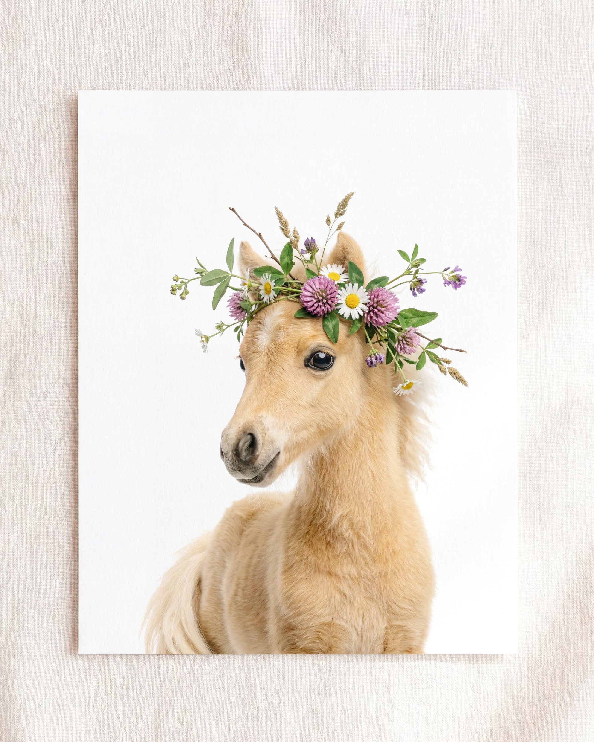 Baby Horse