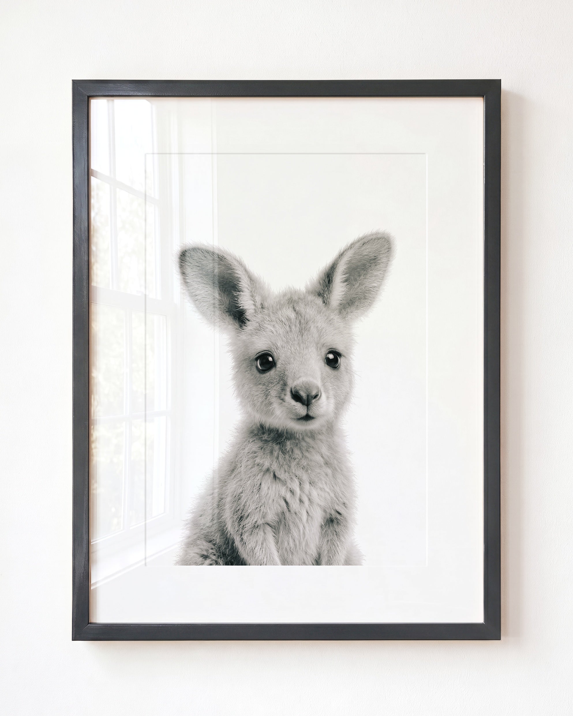 Baby Kangaroo