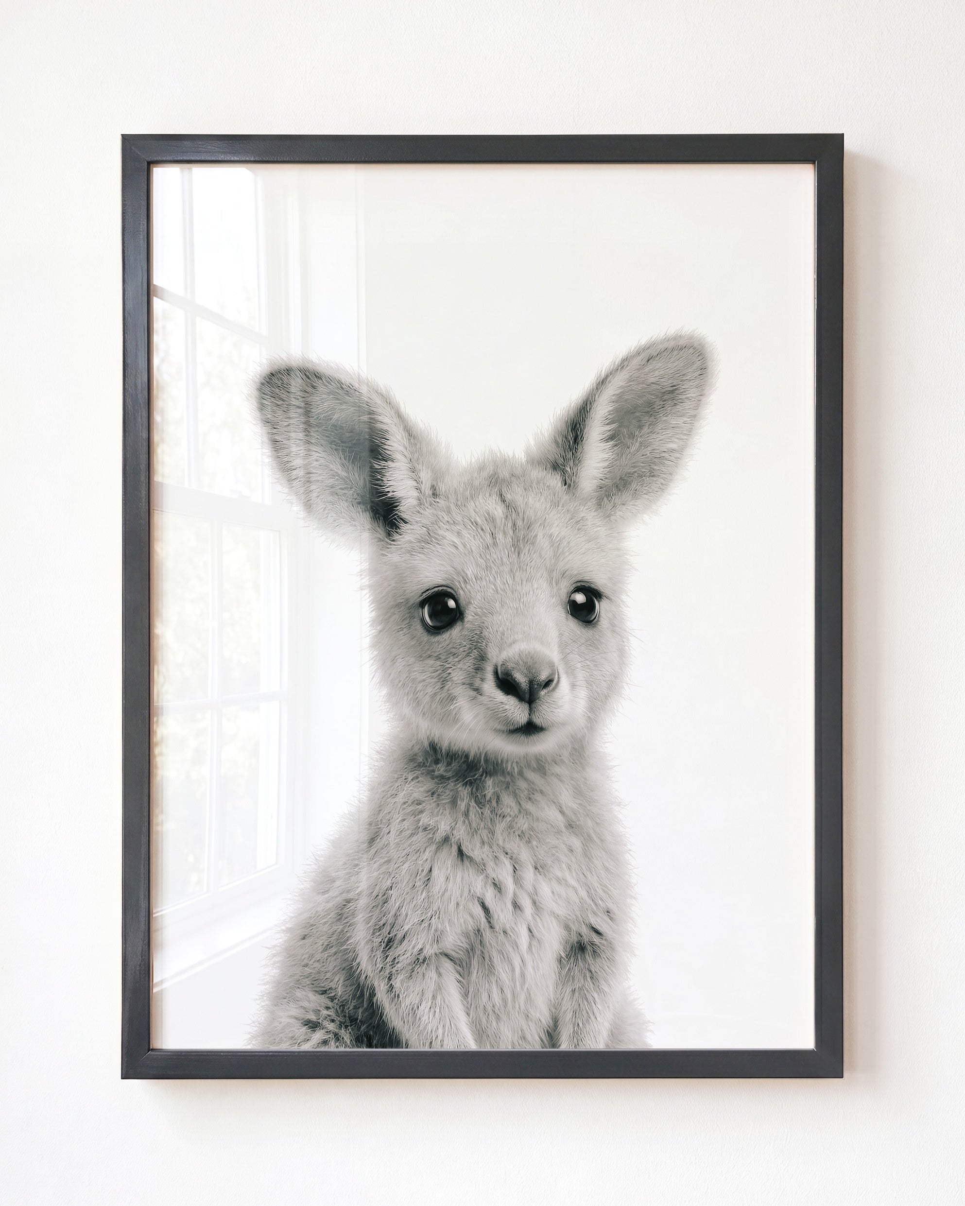 Baby Kangaroo