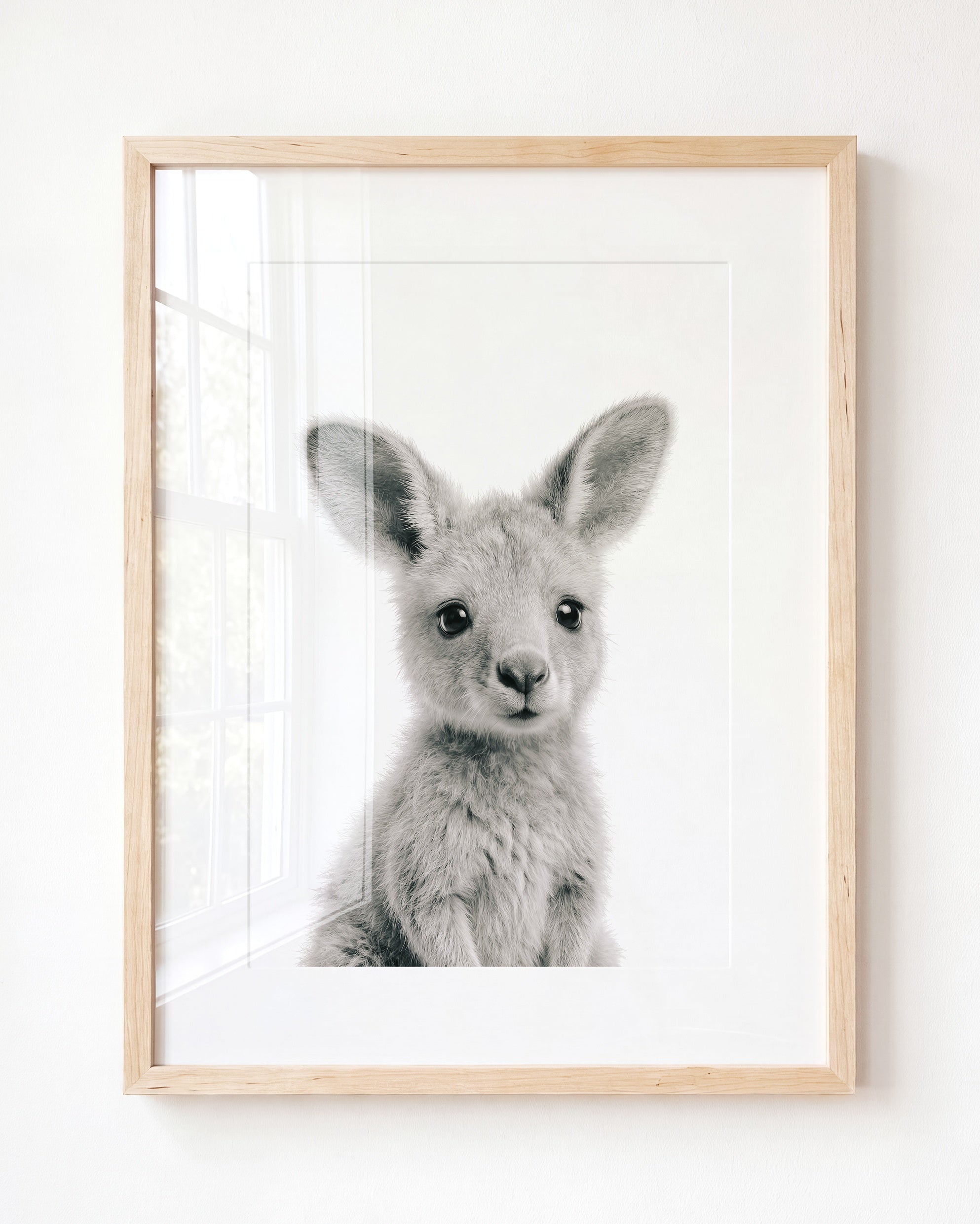 Baby Kangaroo