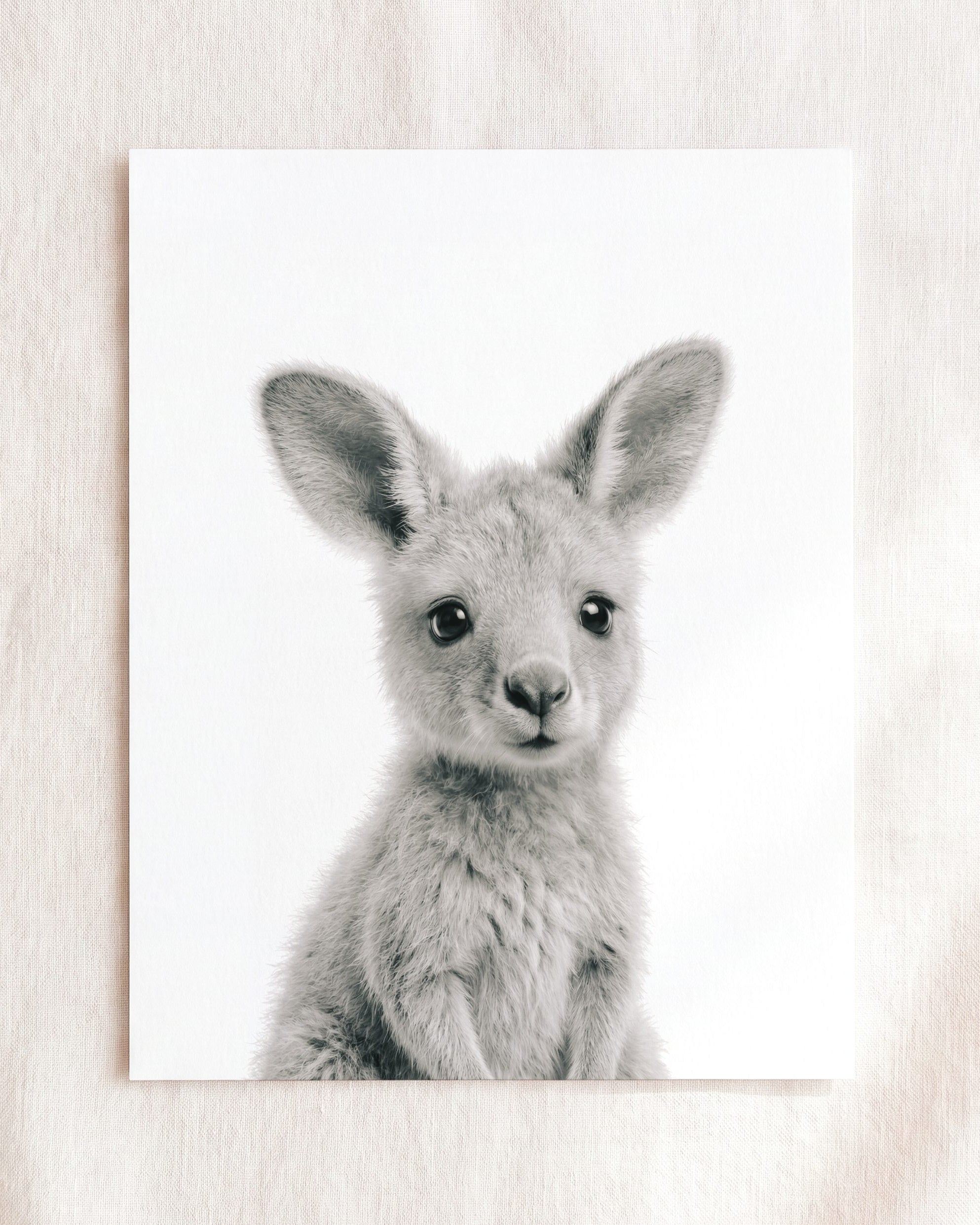 Baby Kangaroo