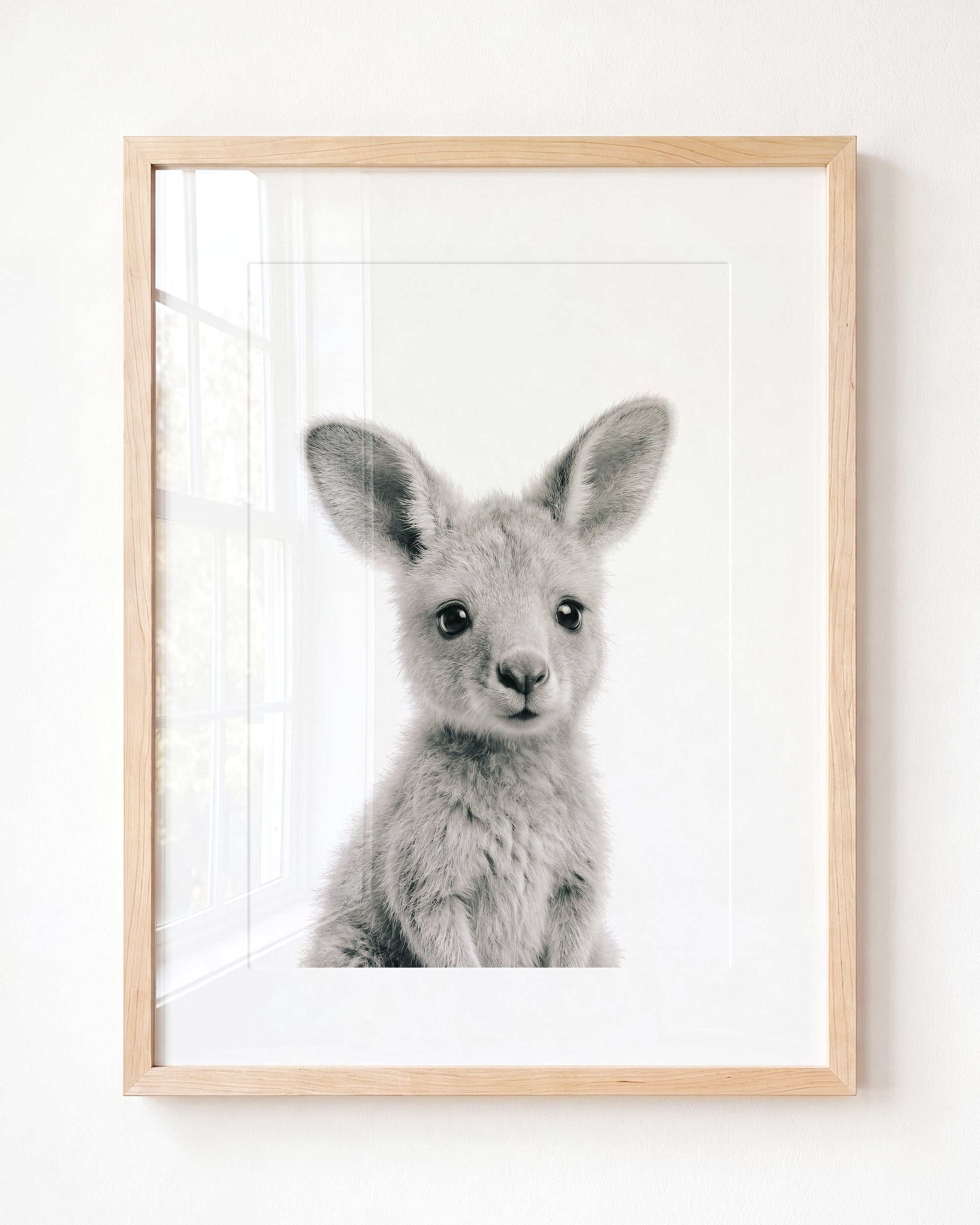 Baby Kangaroo