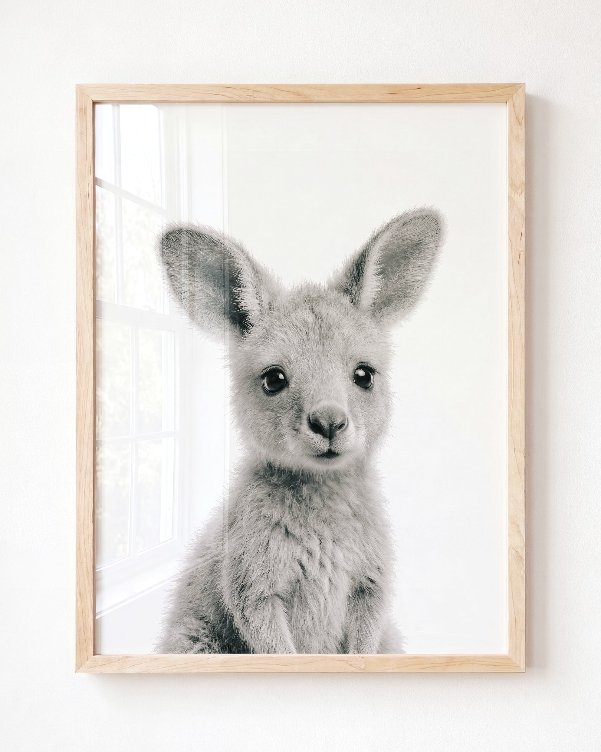 Baby Kangaroo