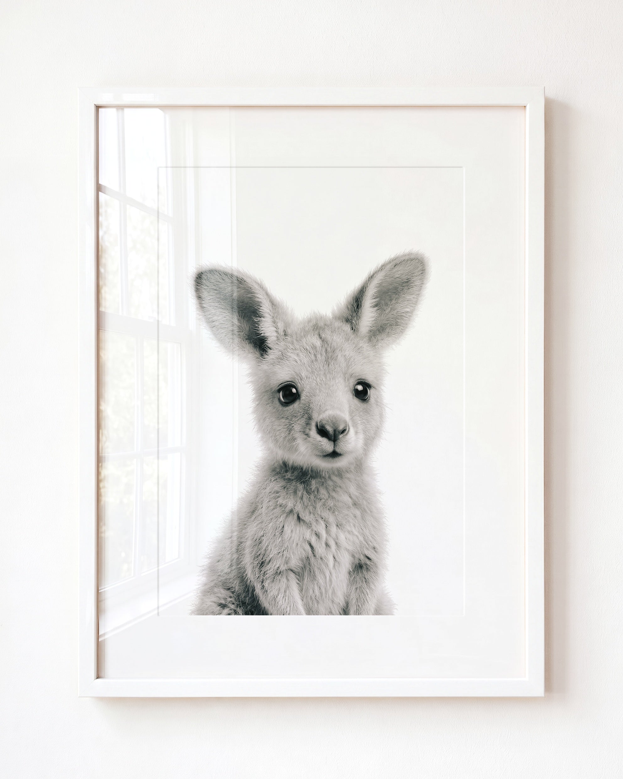 Baby Kangaroo
