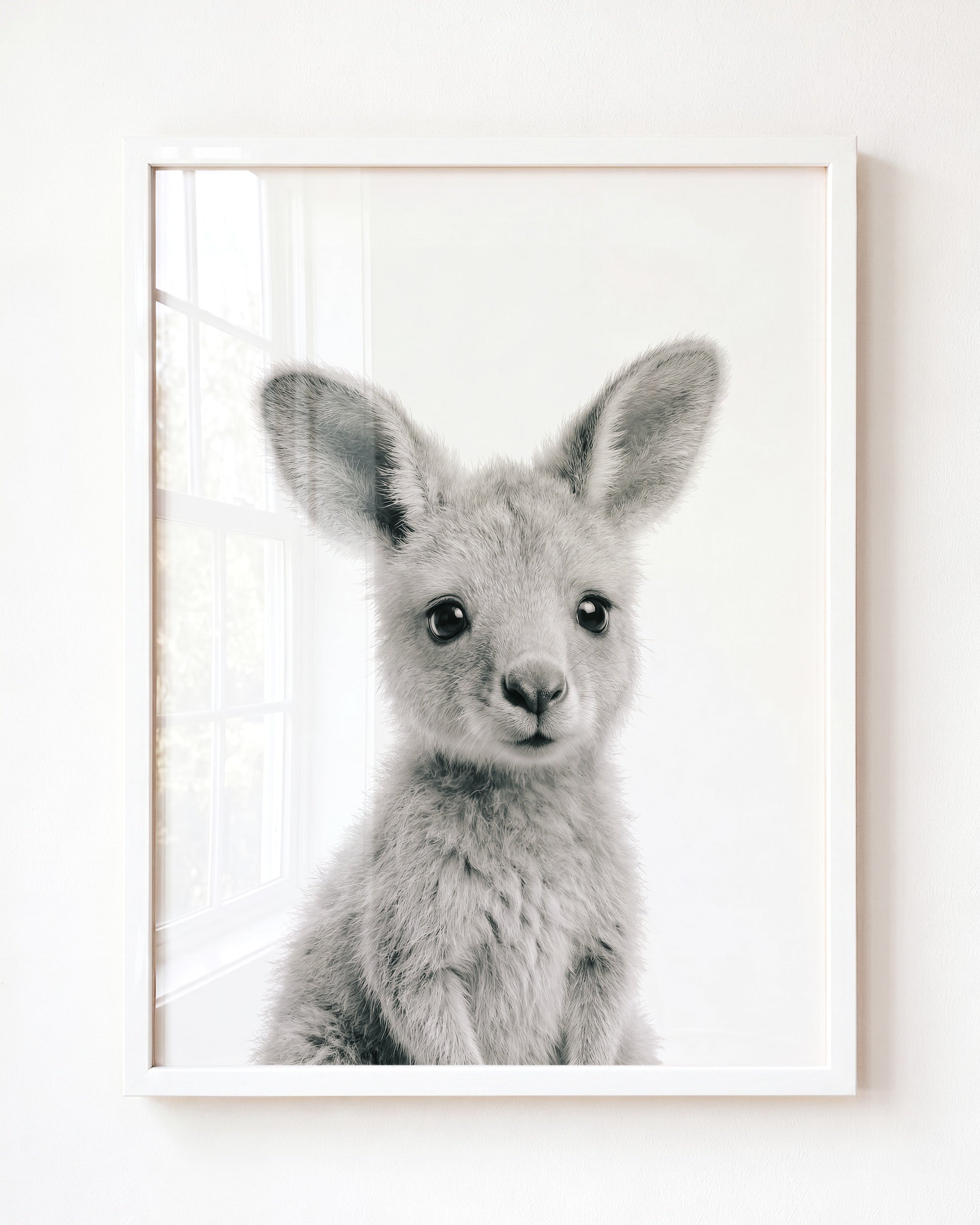 Baby Kangaroo