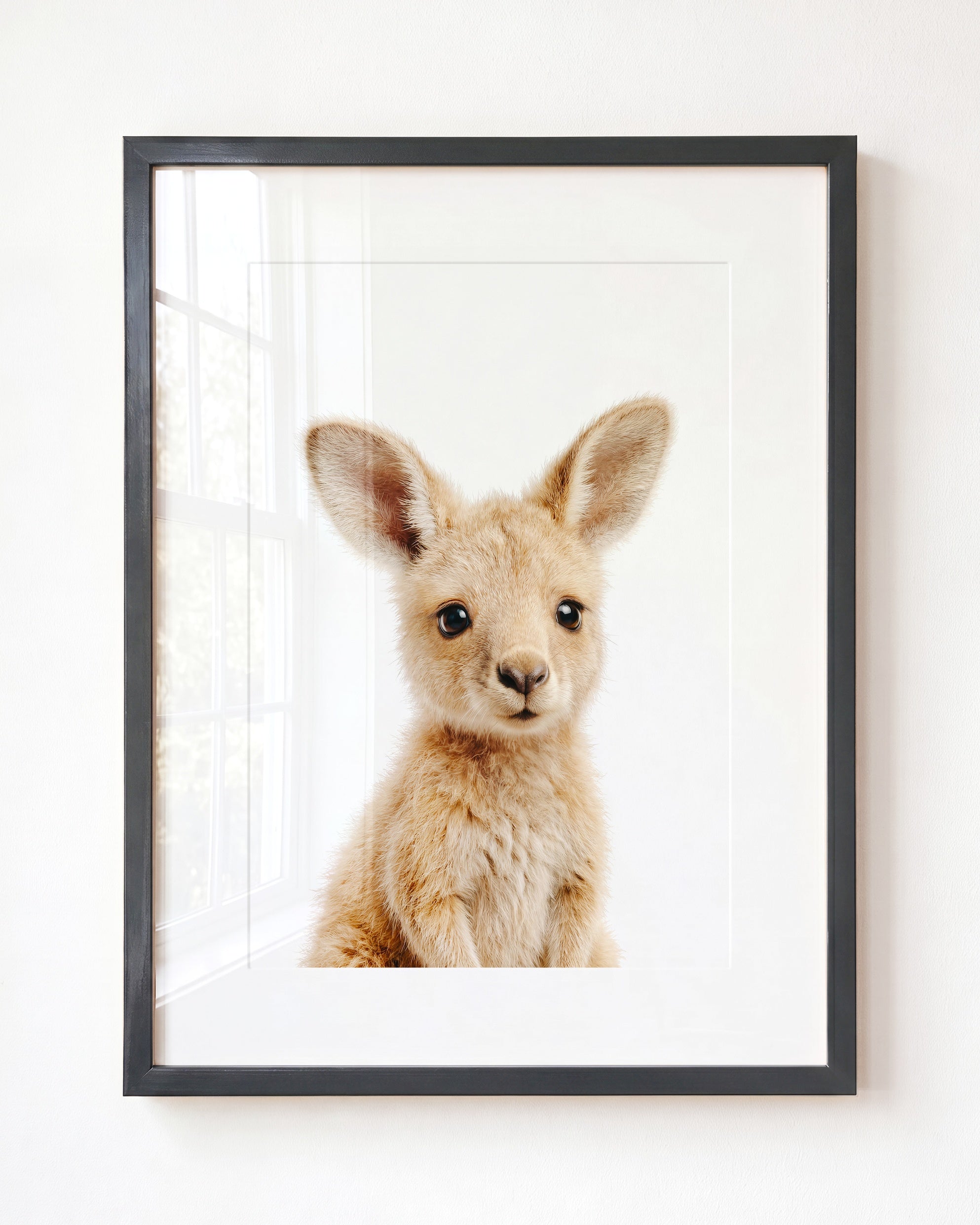 Baby Kangaroo