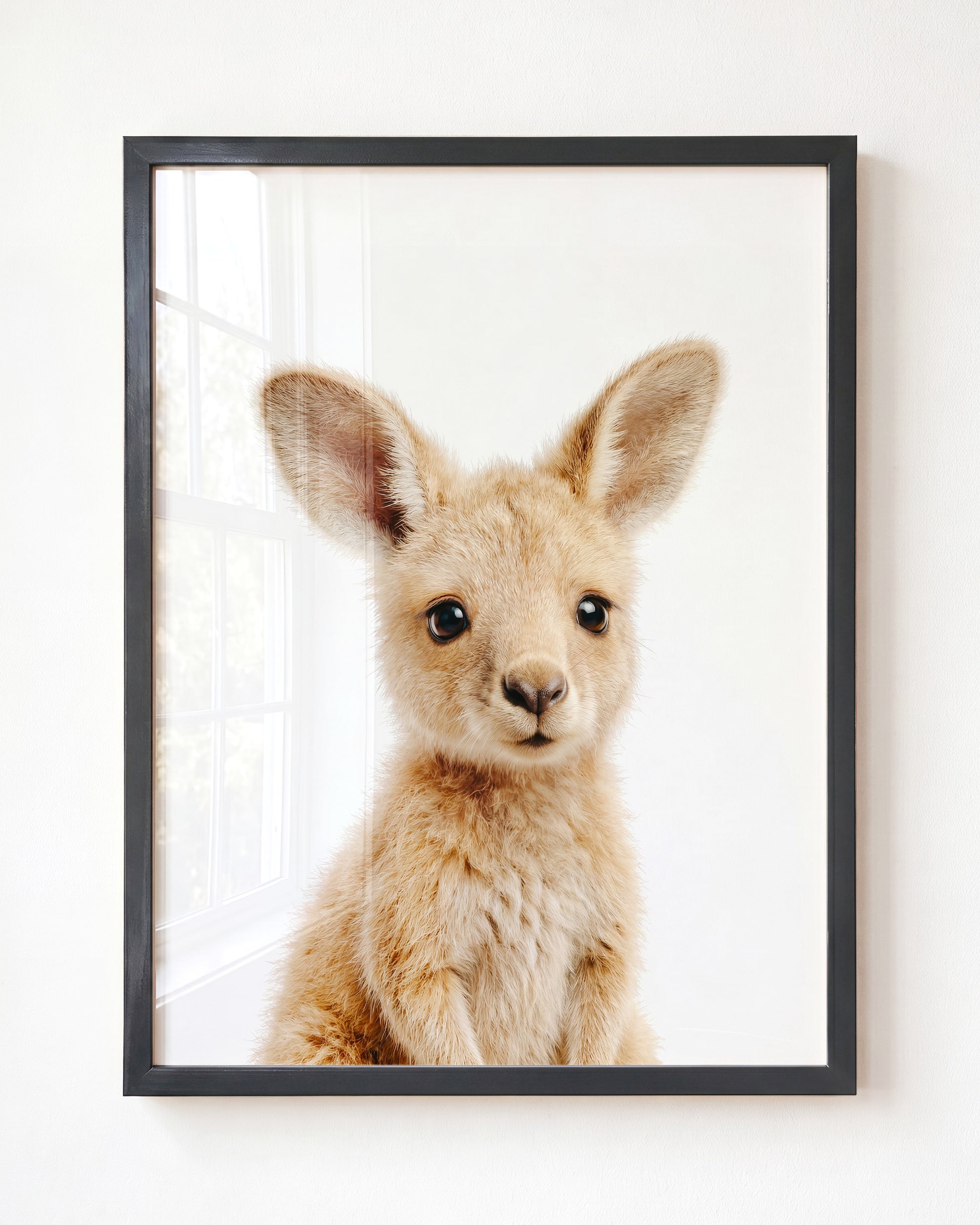 Baby Kangaroo