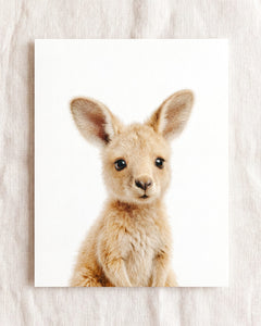 Baby Kangaroo