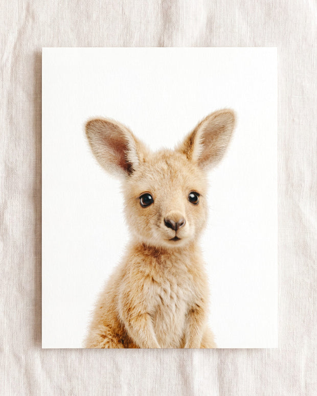Baby Kangaroo