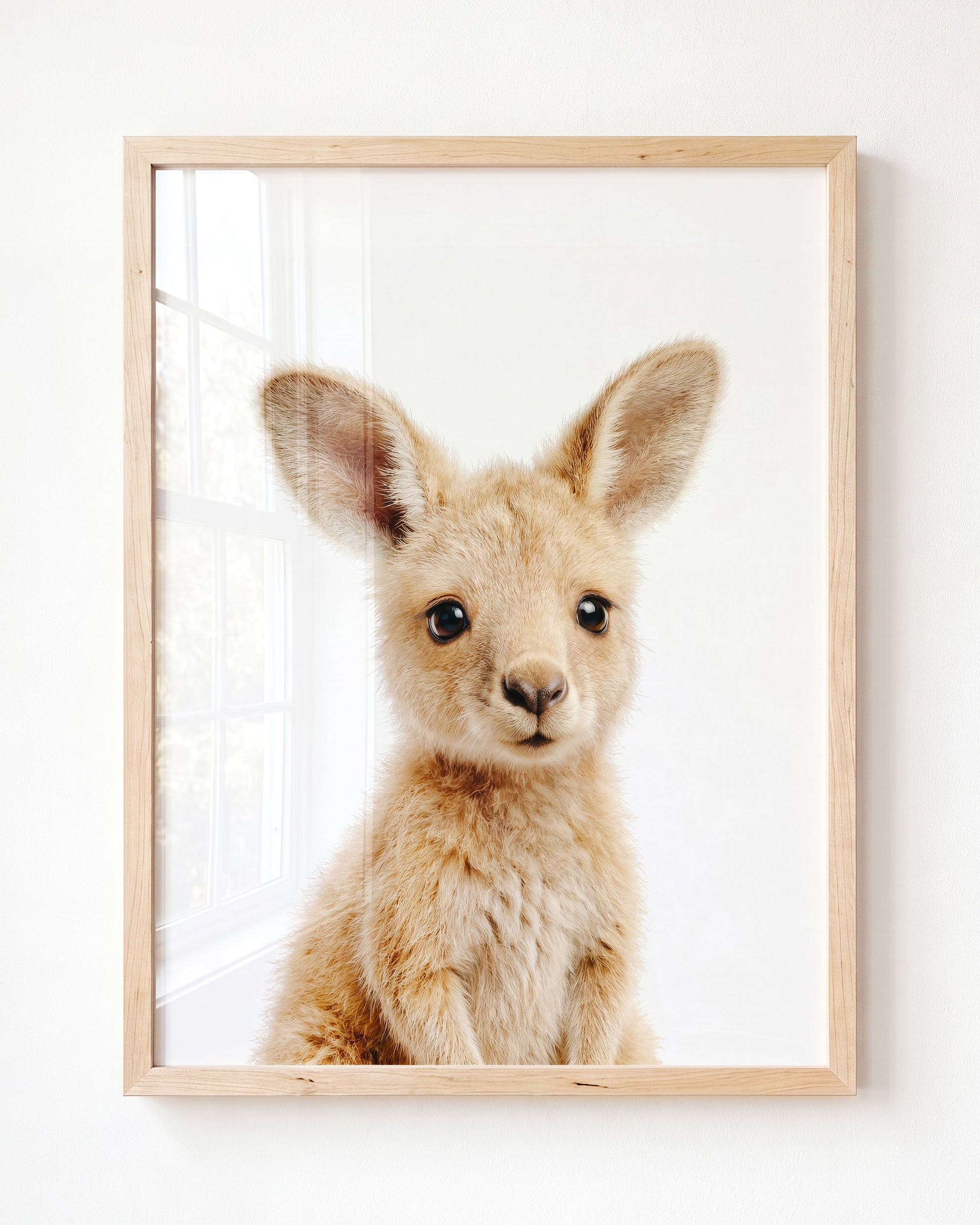 Baby Kangaroo