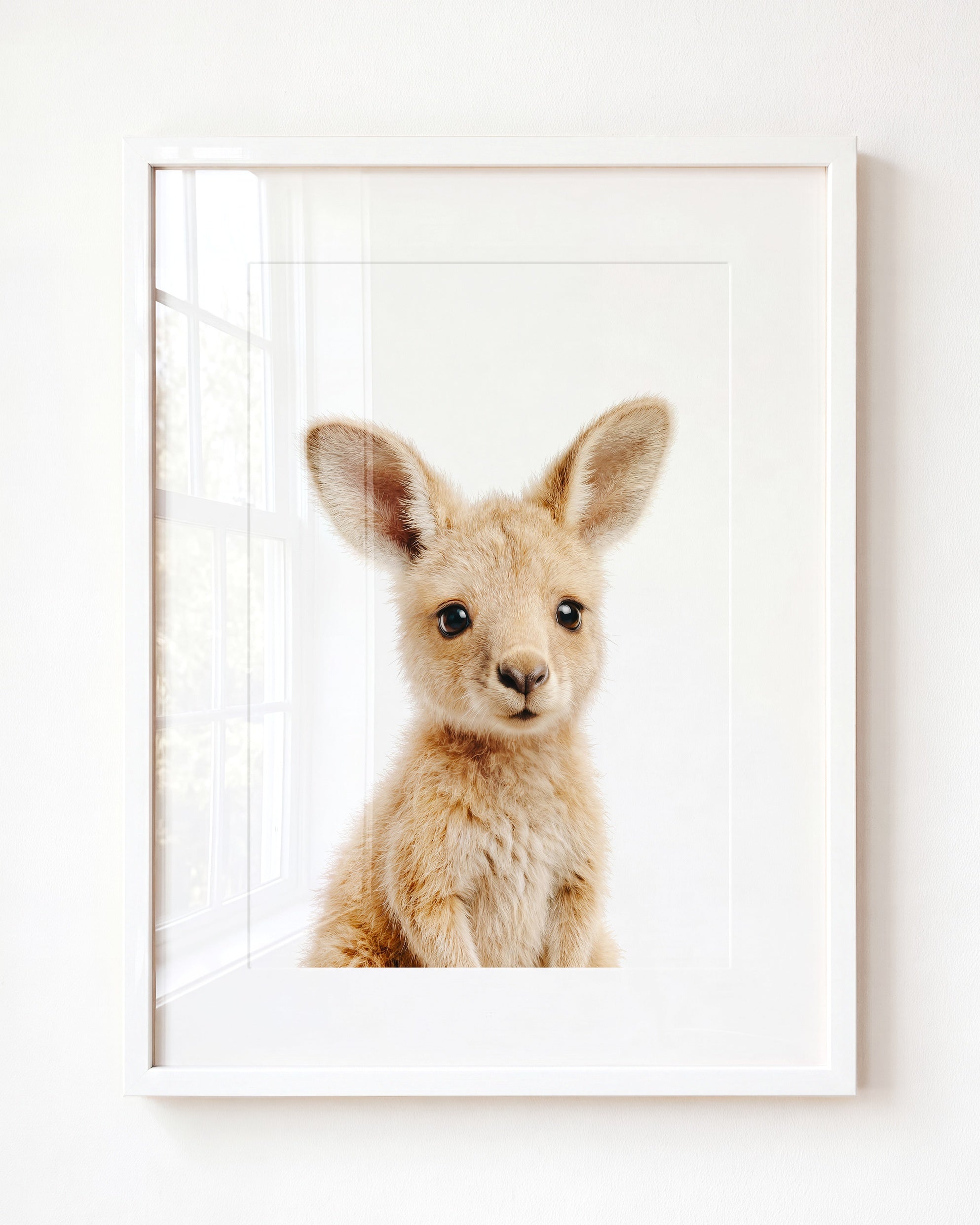 Baby Kangaroo
