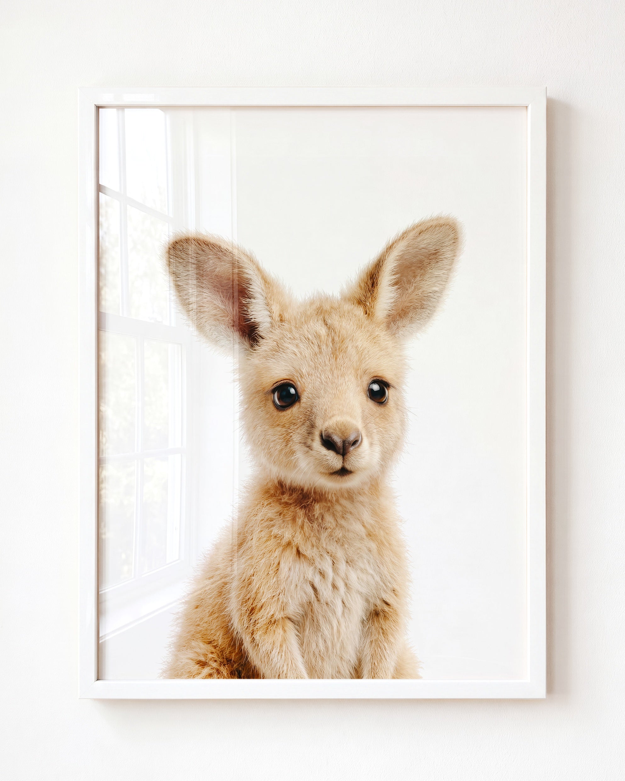 Baby Kangaroo